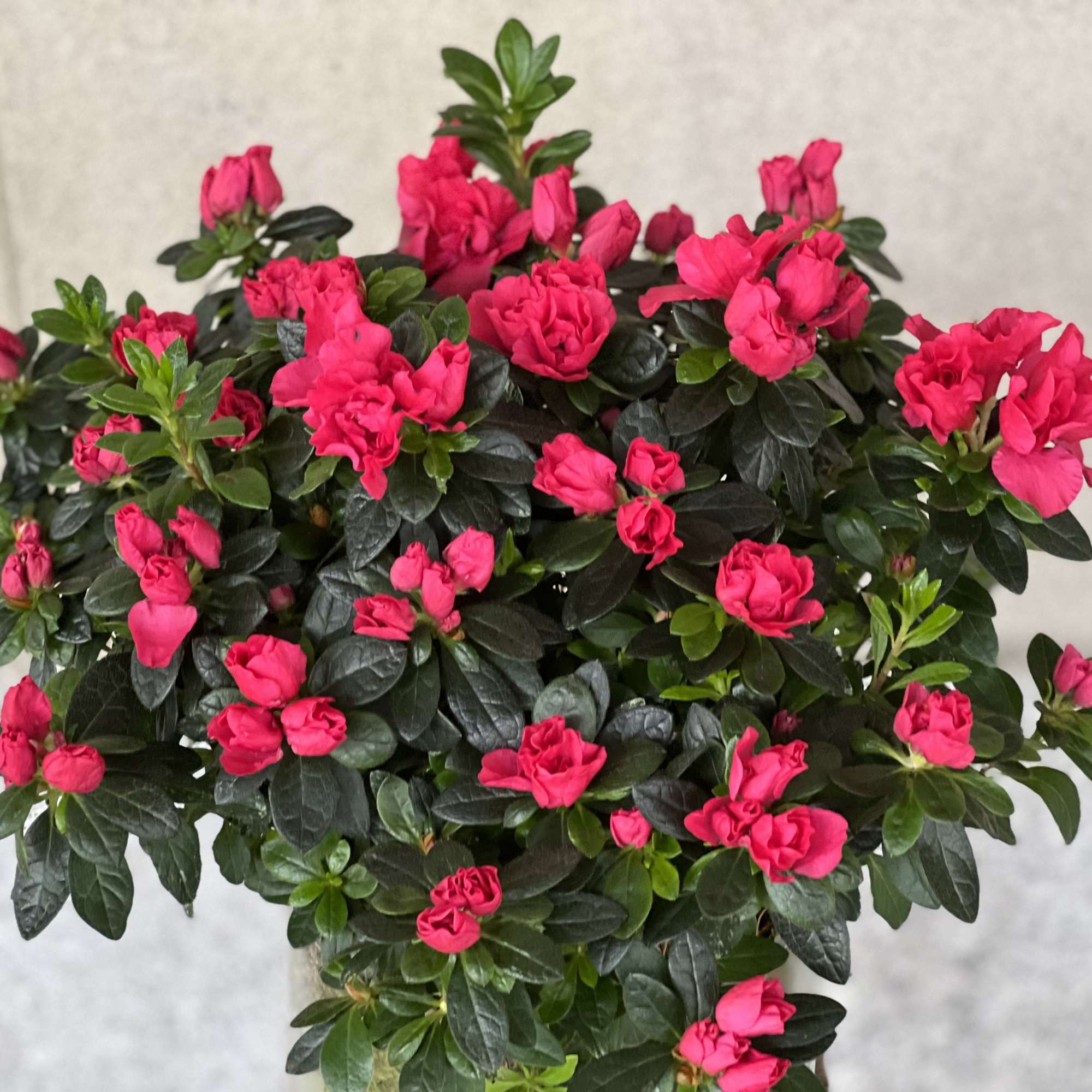 Features a nice azalea plant in a low glass cylinder. Surrounded with