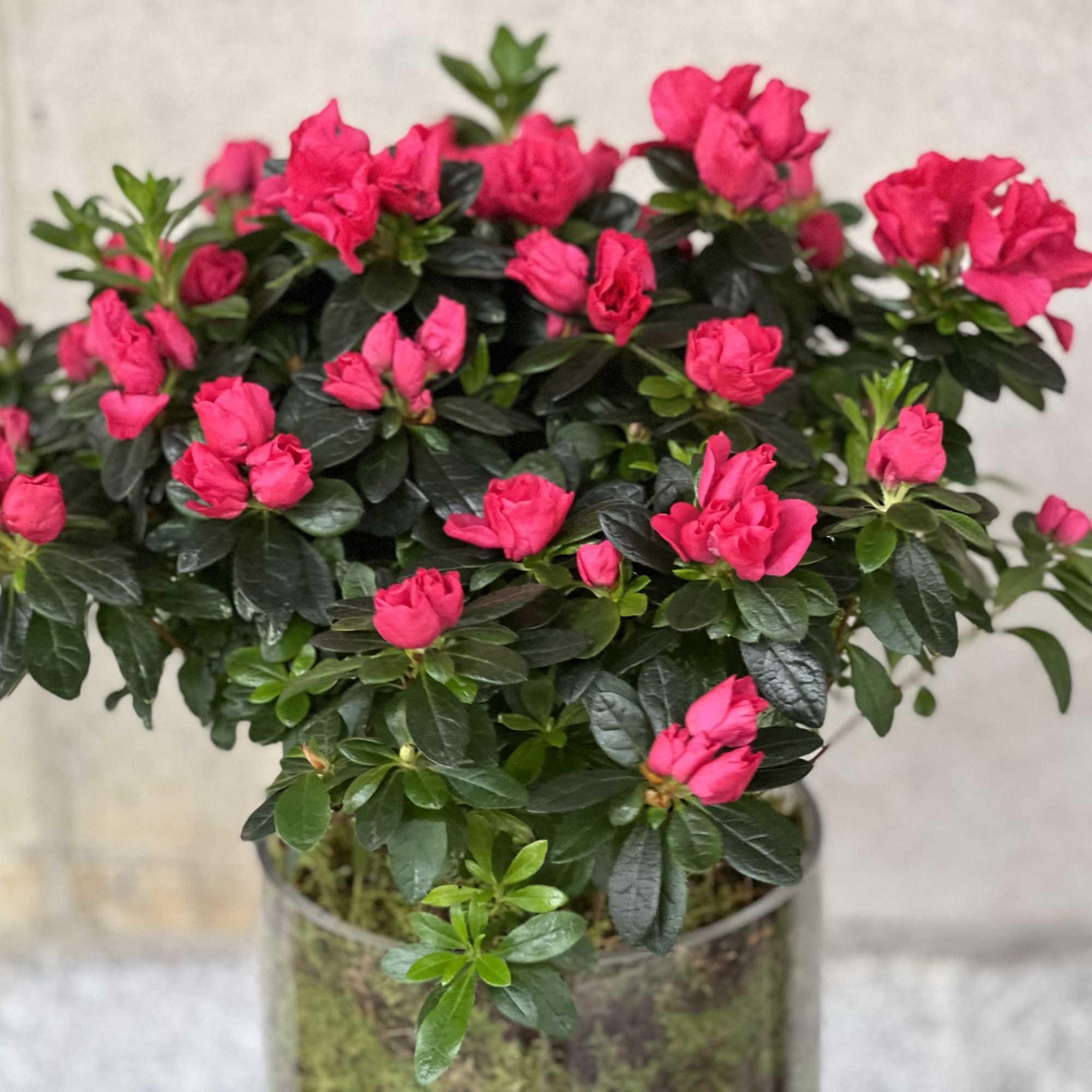 Features a nice azalea plant in a low glass cylinder. Surrounded with