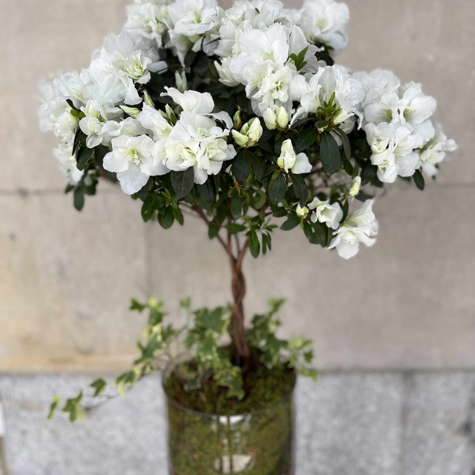 Features a nice braided azalea tree plant in a medium to tall Features a nice braided azalea tree plant in a medium to tall