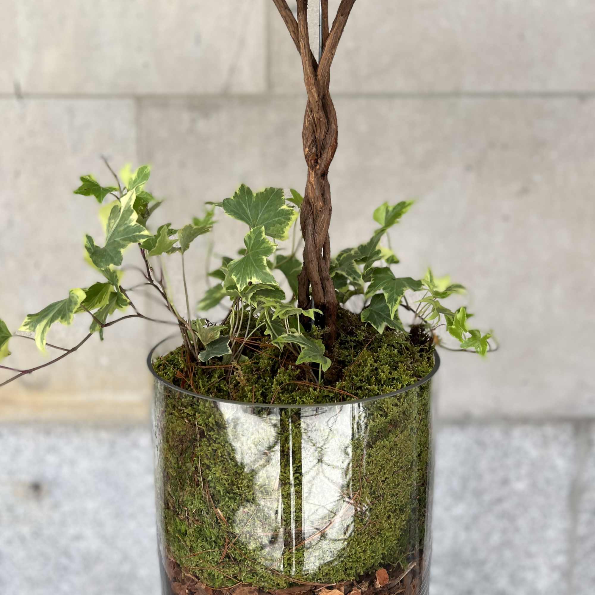 Features a nice braided azalea tree plant in a medium to tall Features a nice braided azalea tree plant in a medium to tall