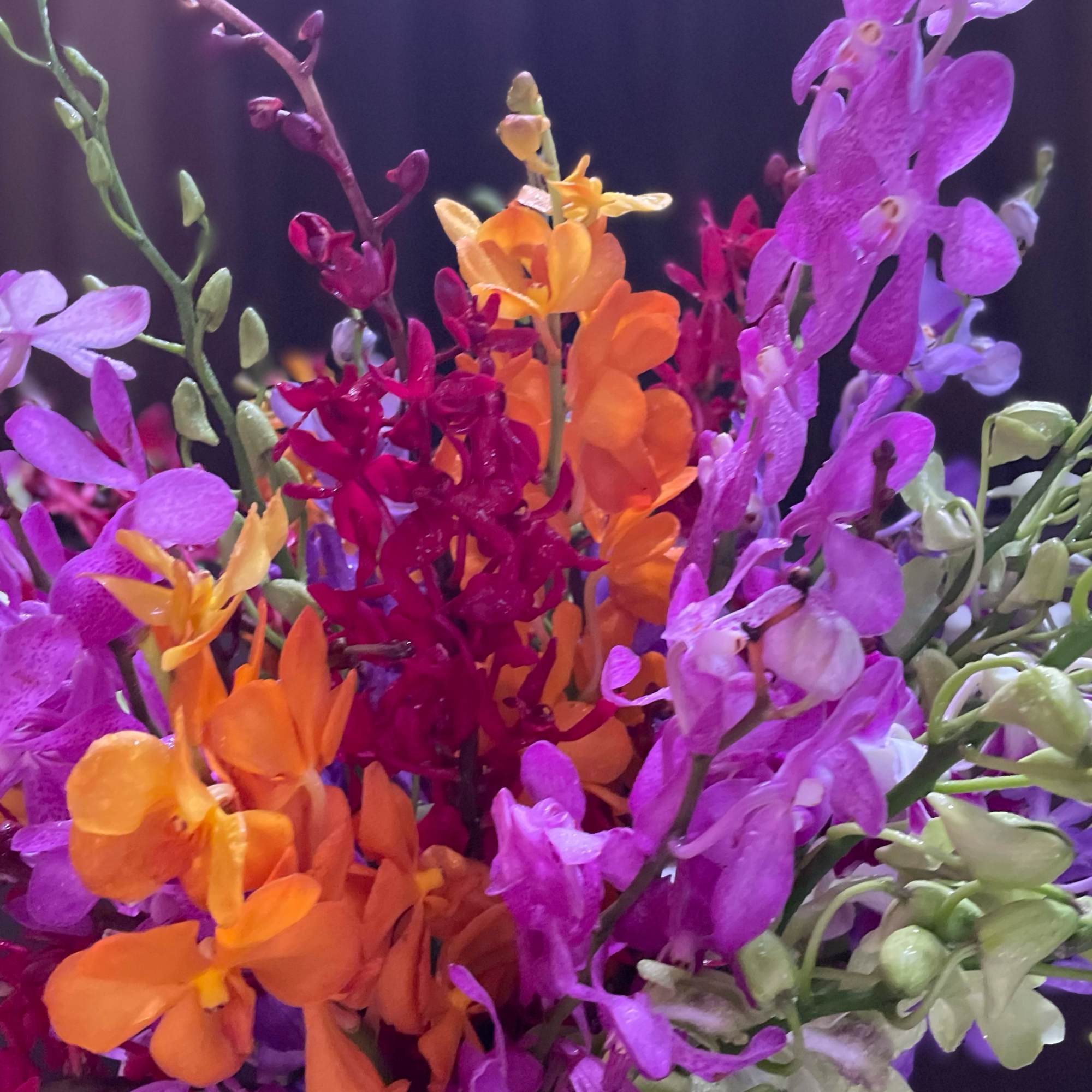 Tropical Orchids, colorful and radiant, joyful and fragrant! Marvelous gift for many