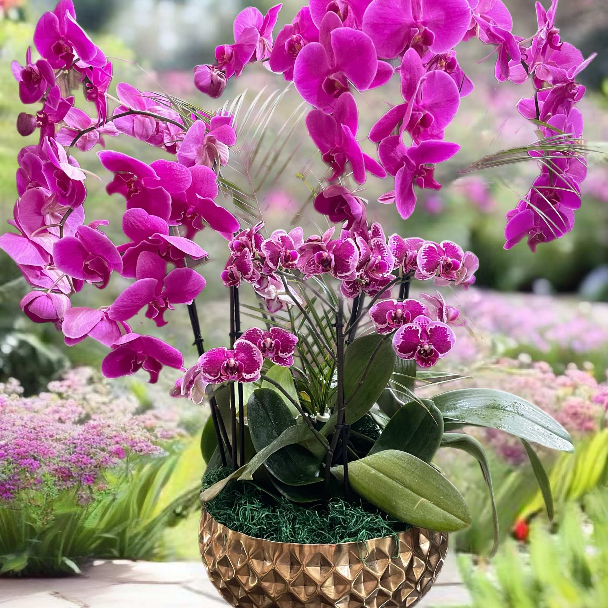 Tropical Orchids, colorful and radiant, joyful and fragrant! Marvelous gift for many