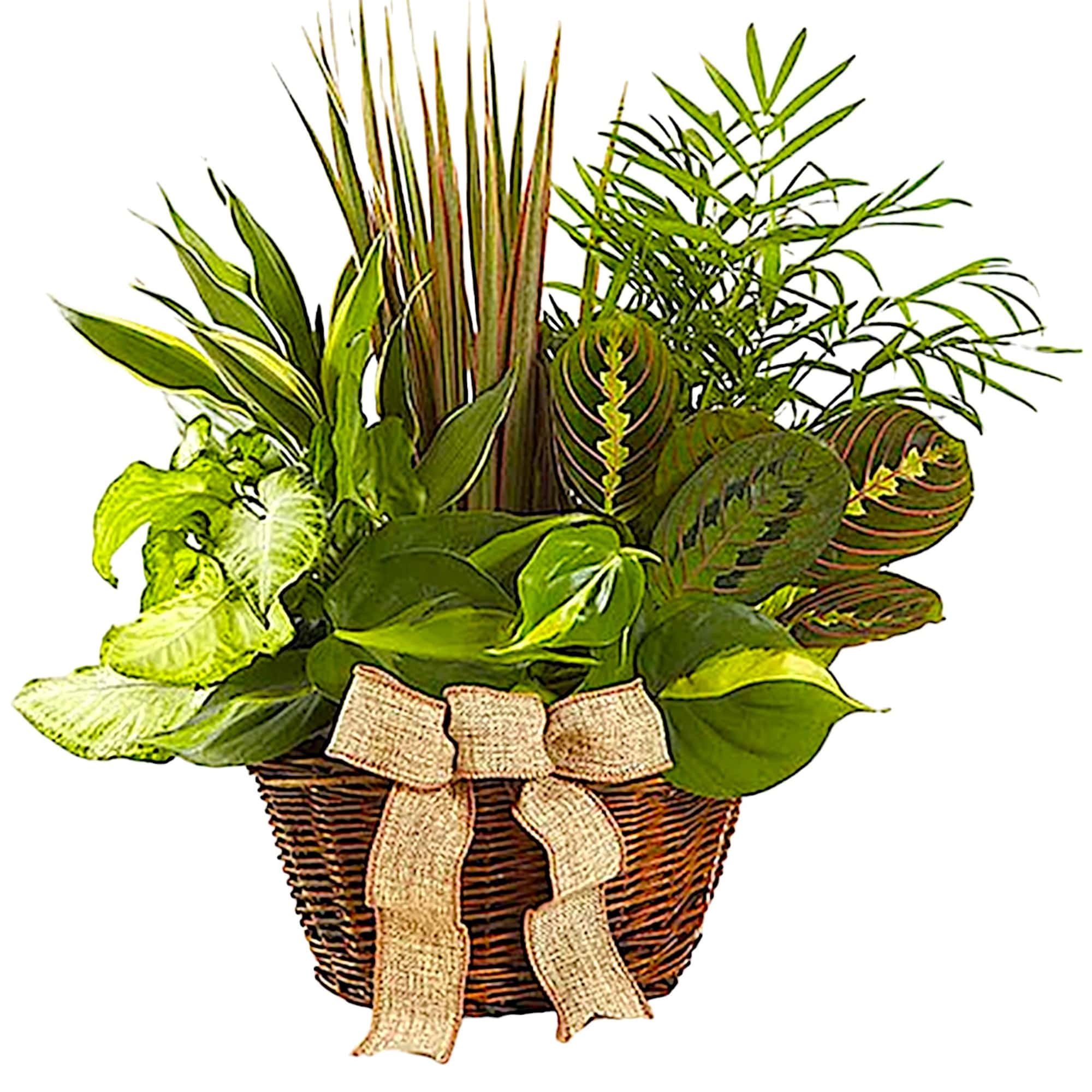 Who says you need to go outside to enjoy the natural beauty