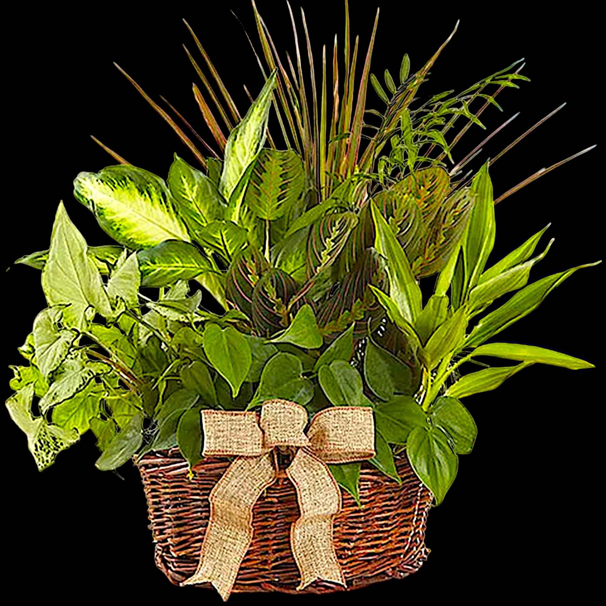 Who says you need to go outside to enjoy the natural beauty