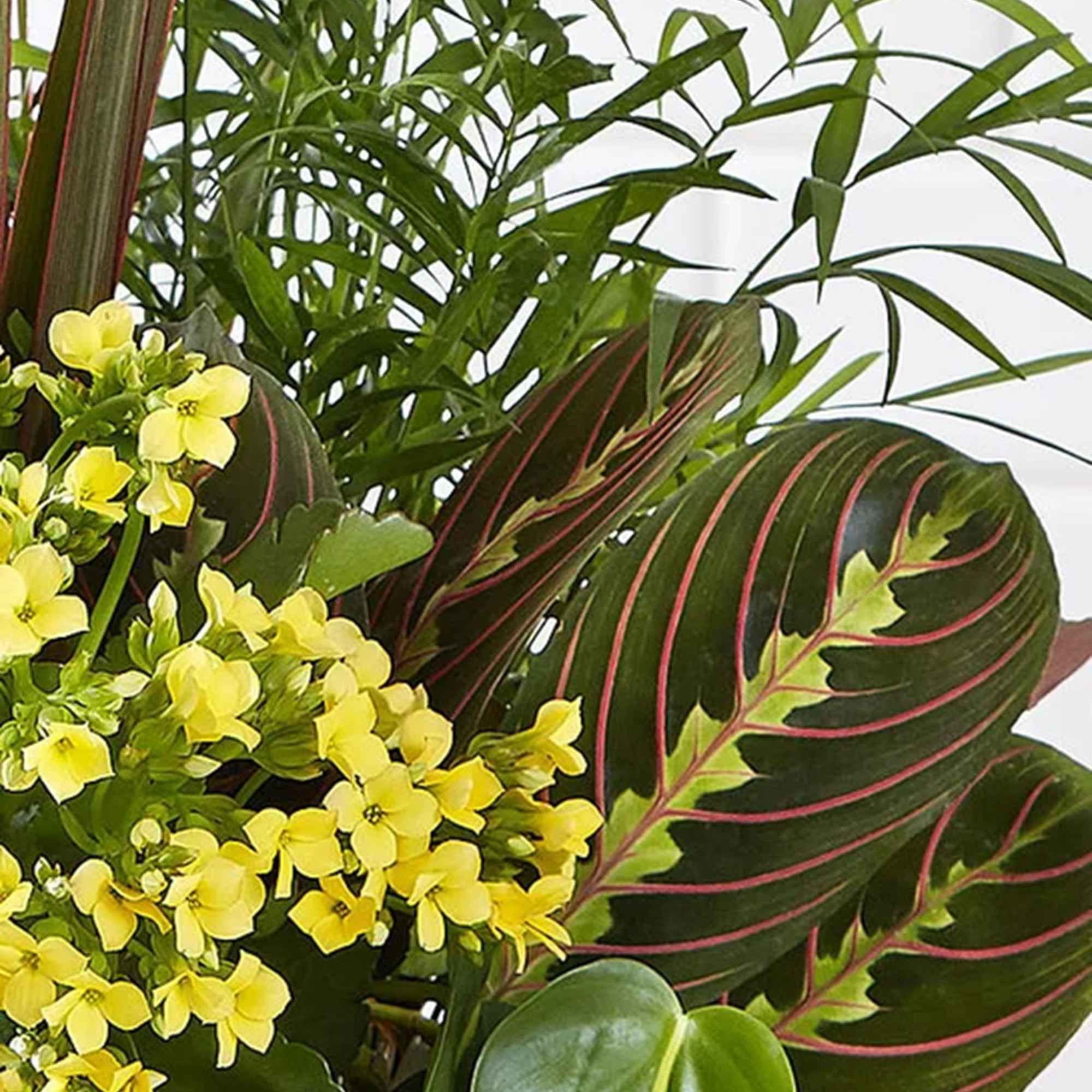 Give a gift of lasting smiles by sending this eye-pleasing European Dish