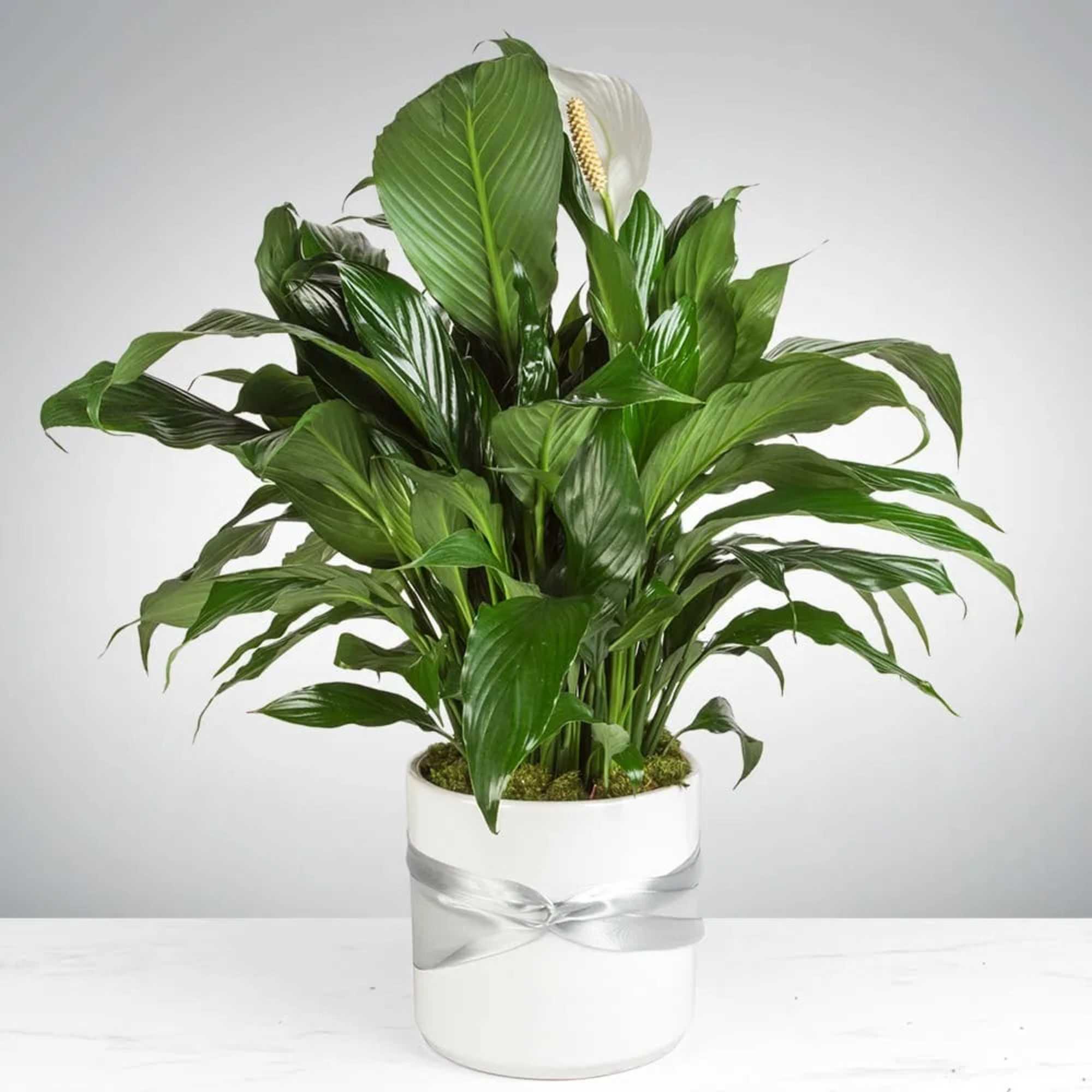 This plant is beautiful for any space, office, or home. To celebrate