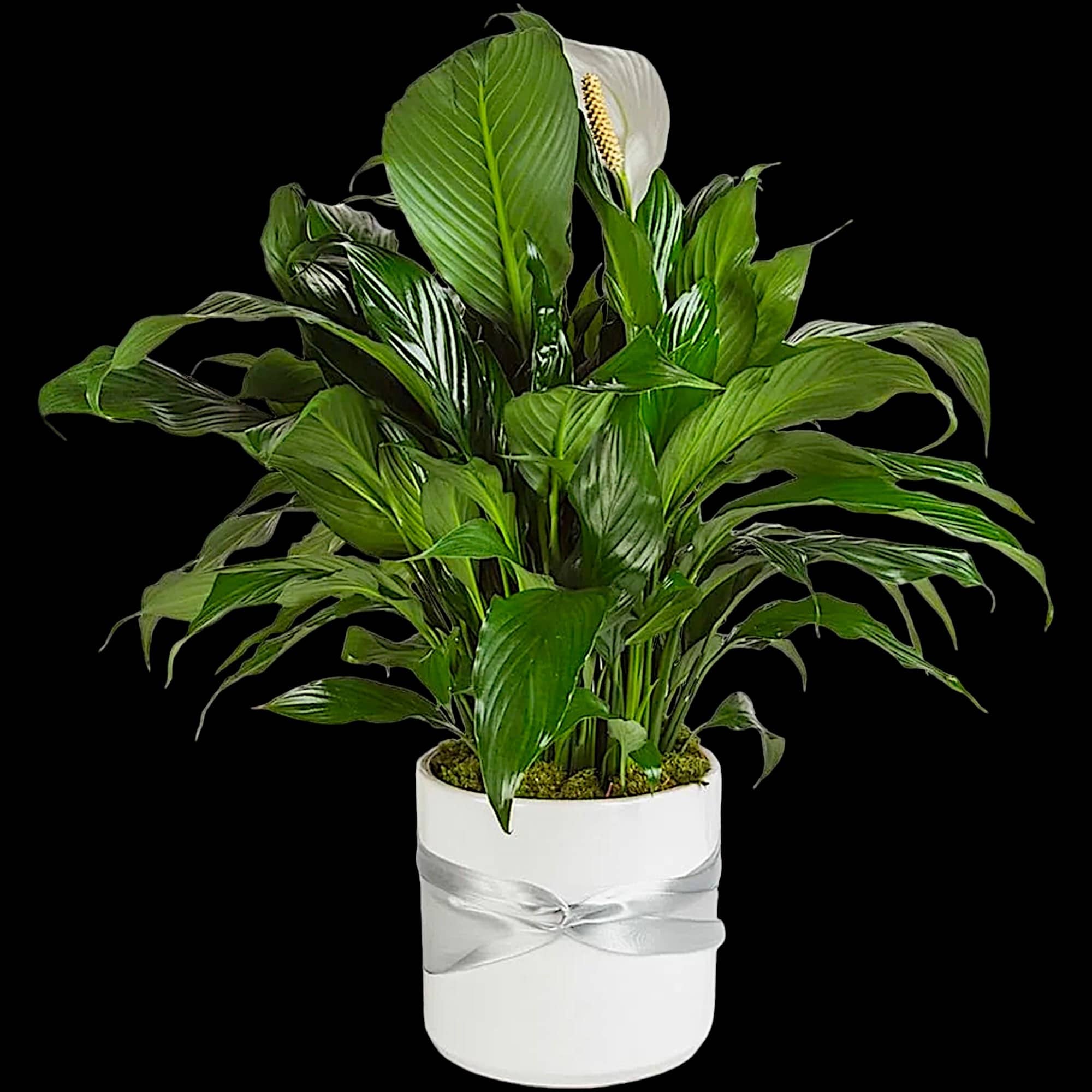 This plant is beautiful for any space, office, or home. To celebrate