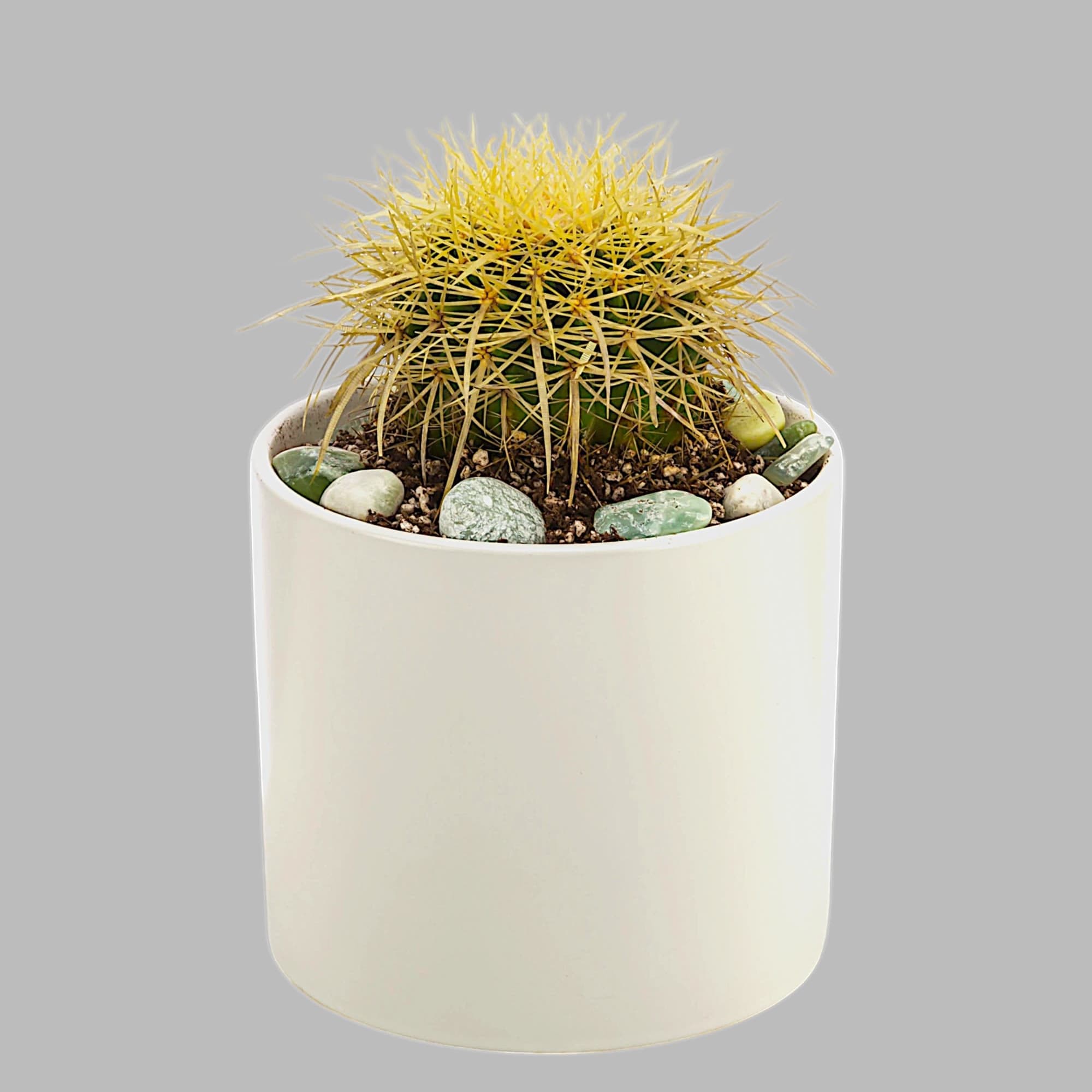 You can leave a cactus plant in a sunny window and forget