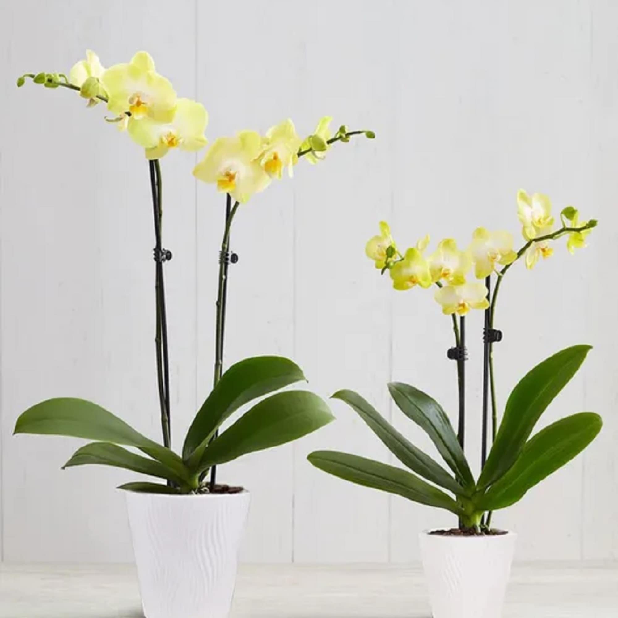 Our exotic yellow Phalaenopsis orchid will brighten up any space with warmth