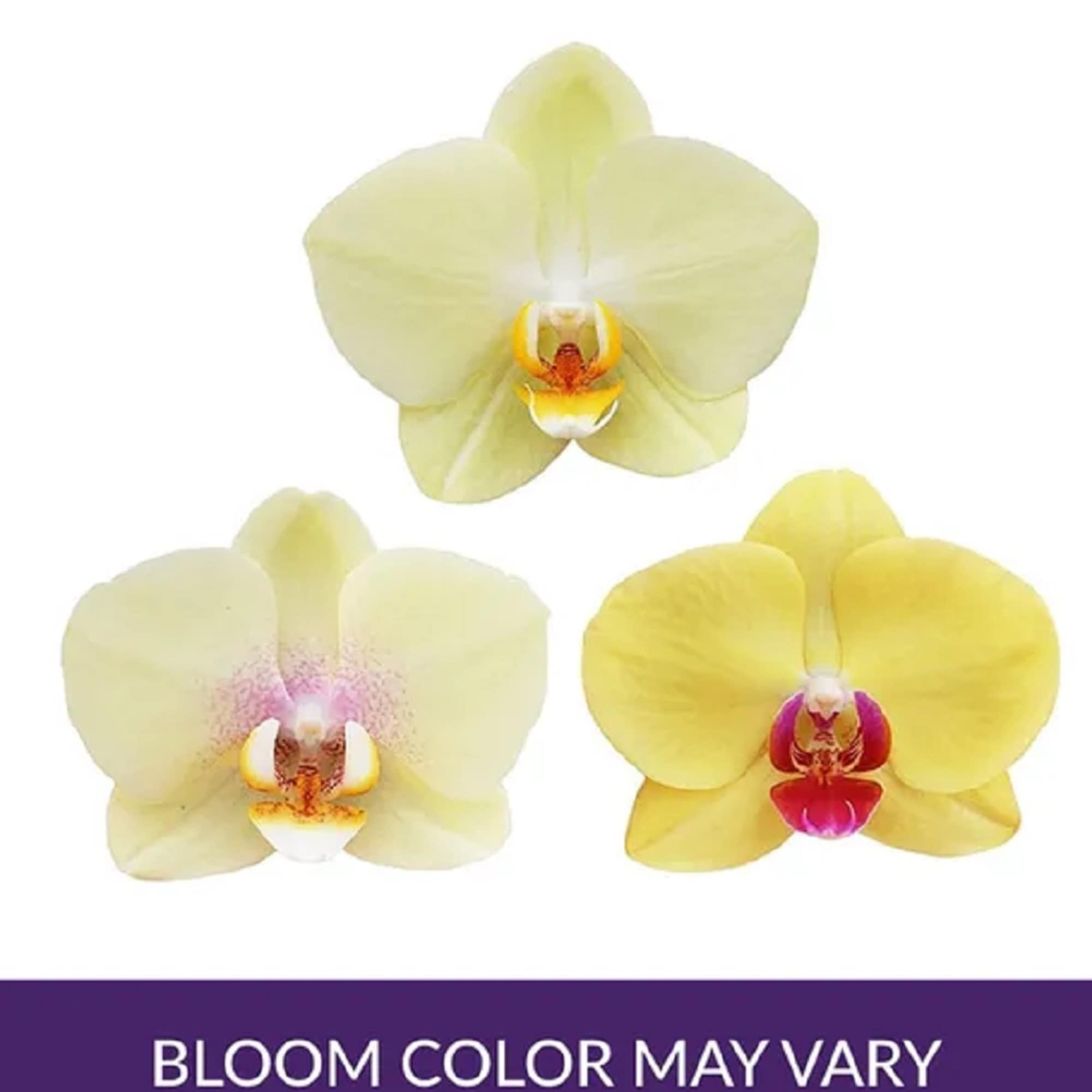 Our exotic yellow Phalaenopsis orchid will brighten up any space with warmth
