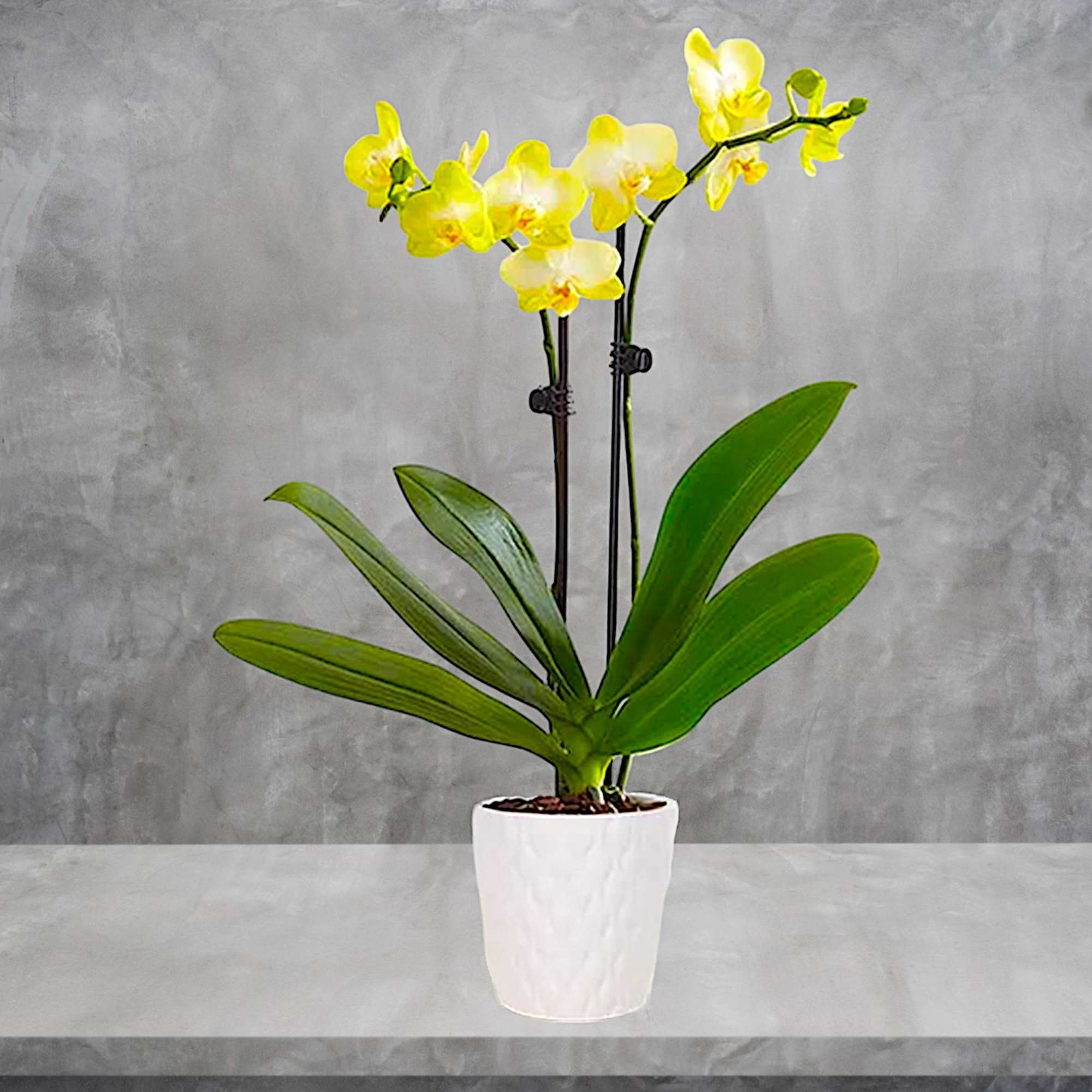 Our exotic yellow Phalaenopsis orchid will brighten up any space with warmth