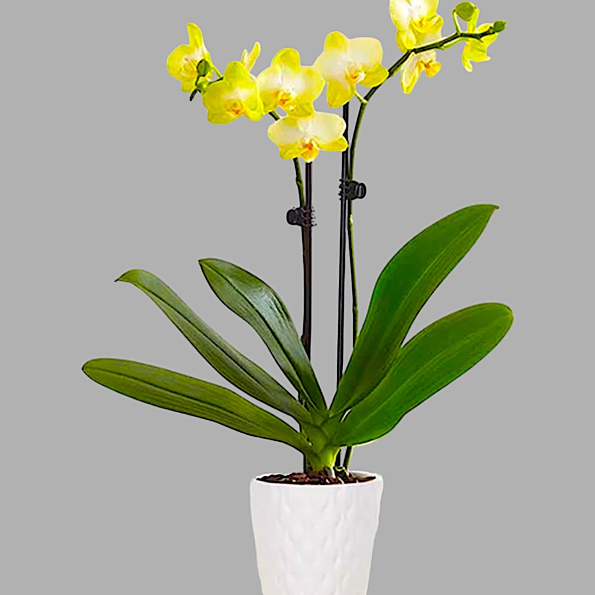 Our exotic yellow Phalaenopsis orchid will brighten up any space with warmth