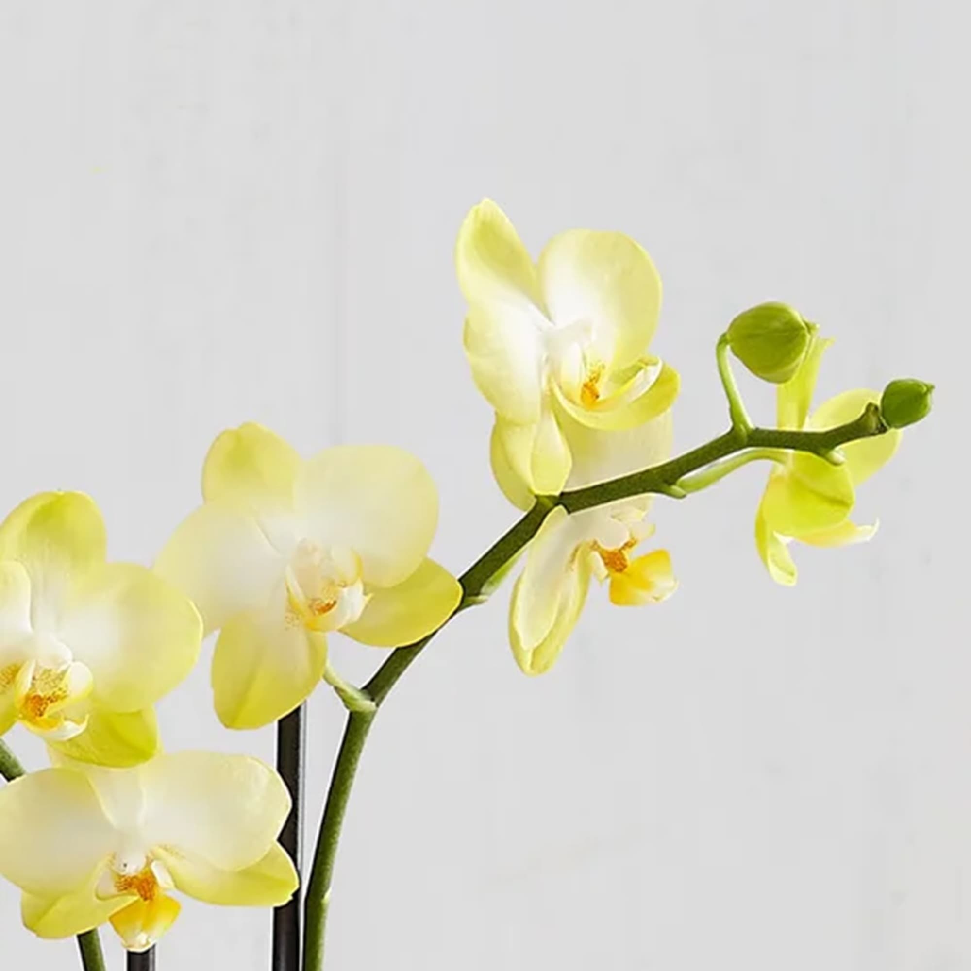 Our exotic yellow Phalaenopsis orchid will brighten up any space with warmth