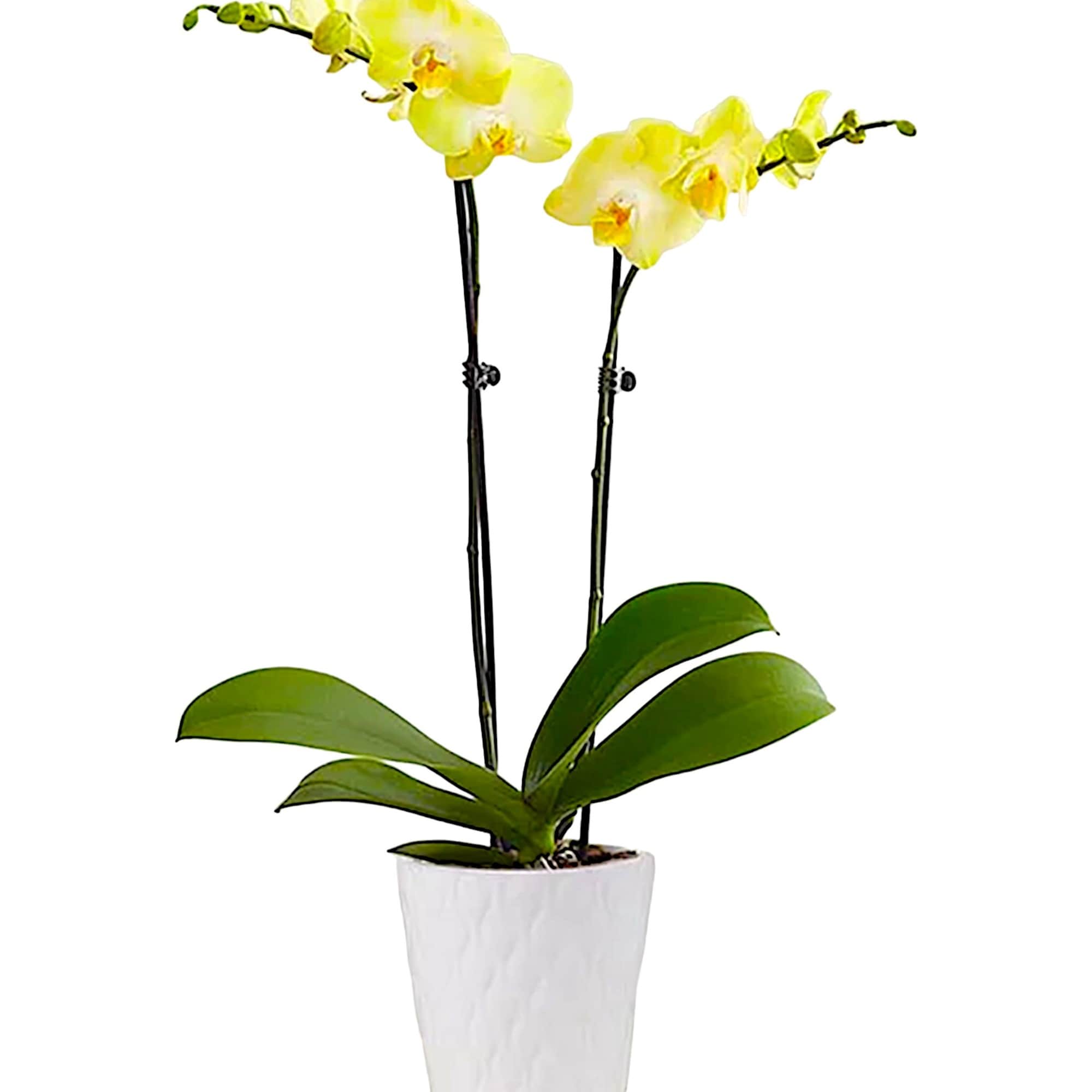 Our exotic yellow Phalaenopsis orchid will brighten up any space with warmth