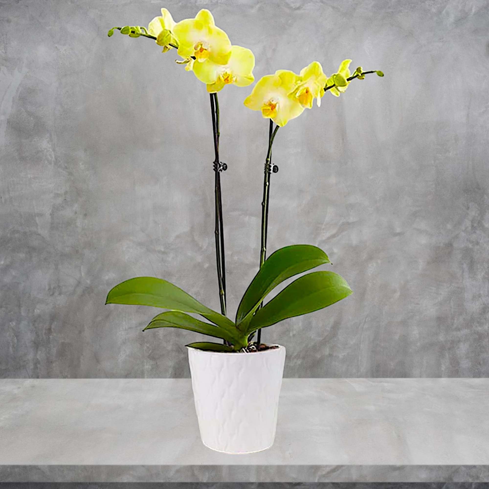 Our exotic yellow Phalaenopsis orchid will brighten up any space with warmth
