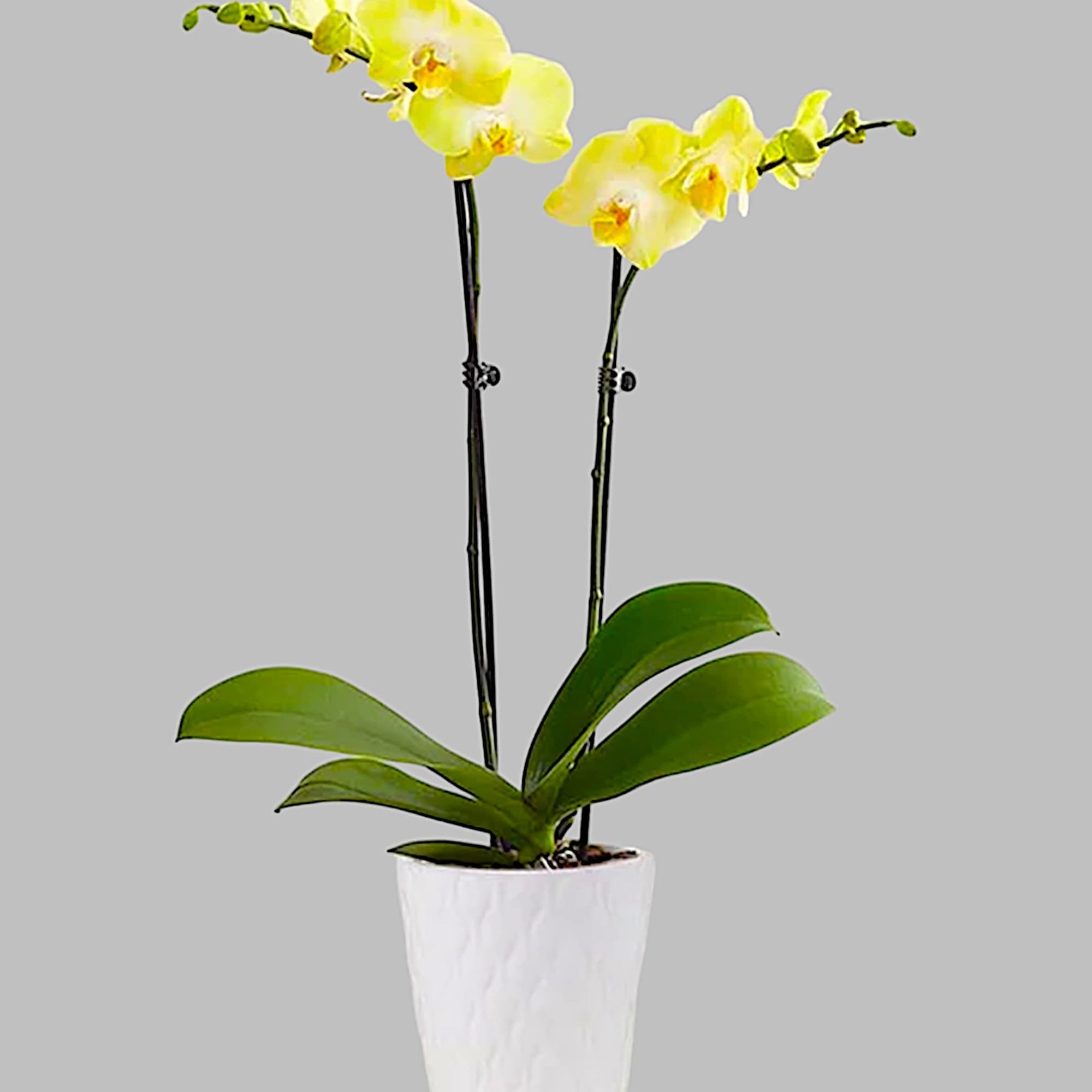Our exotic yellow Phalaenopsis orchid will brighten up any space with warmth