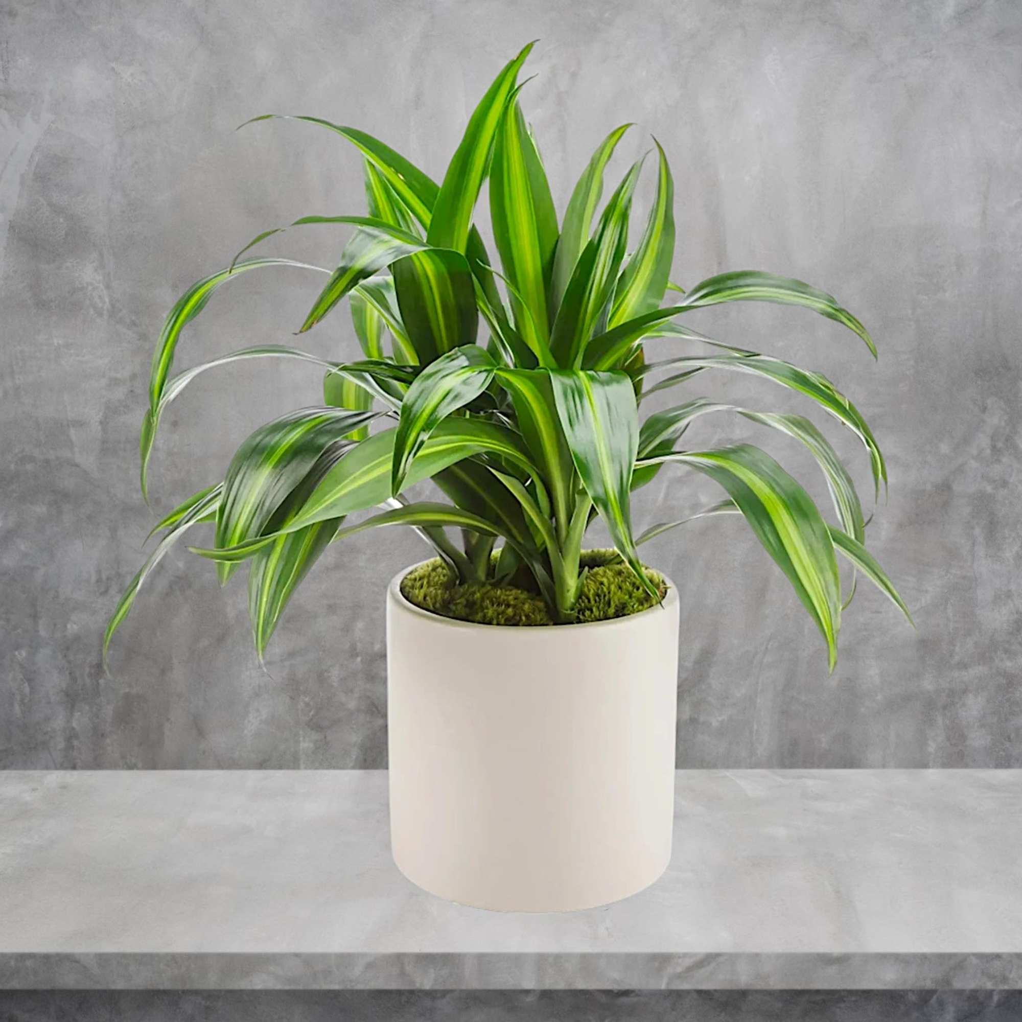 Named after dragons and referred to as the dragon plant, these plants