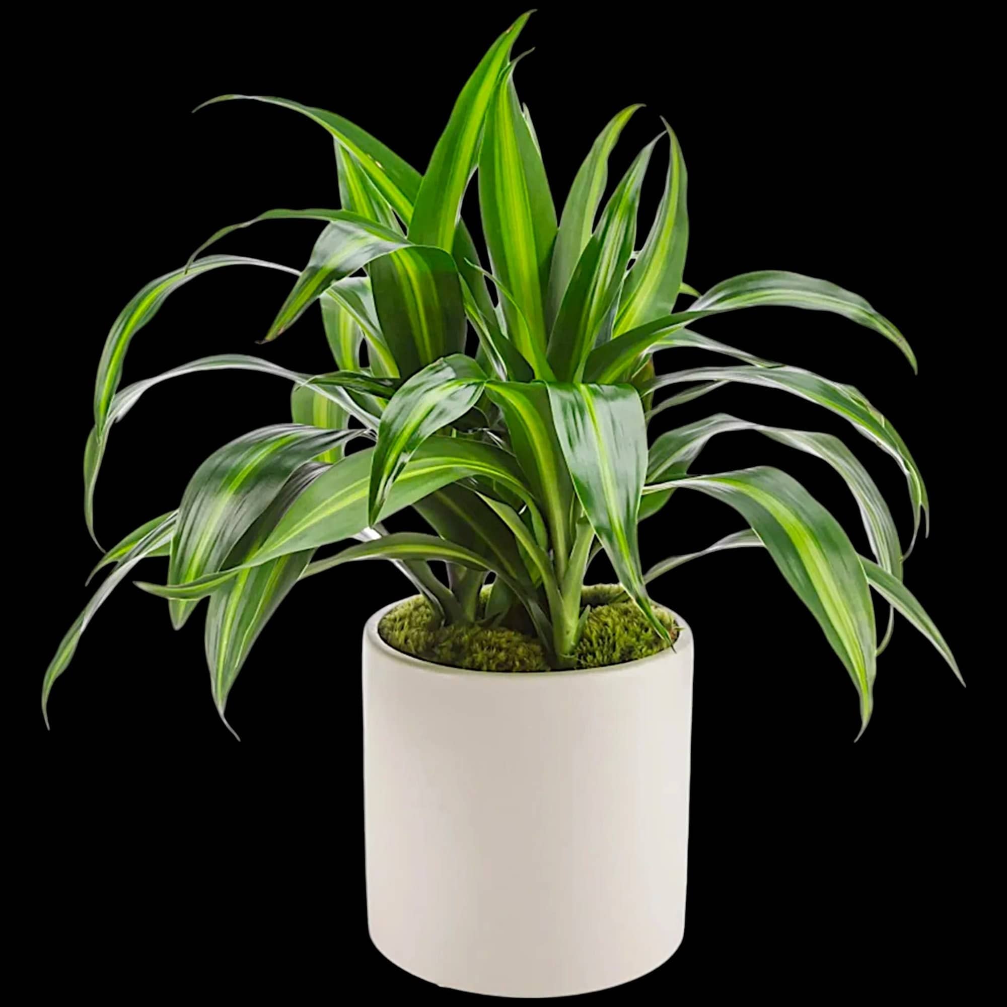 Named after dragons and referred to as the dragon plant, these plants