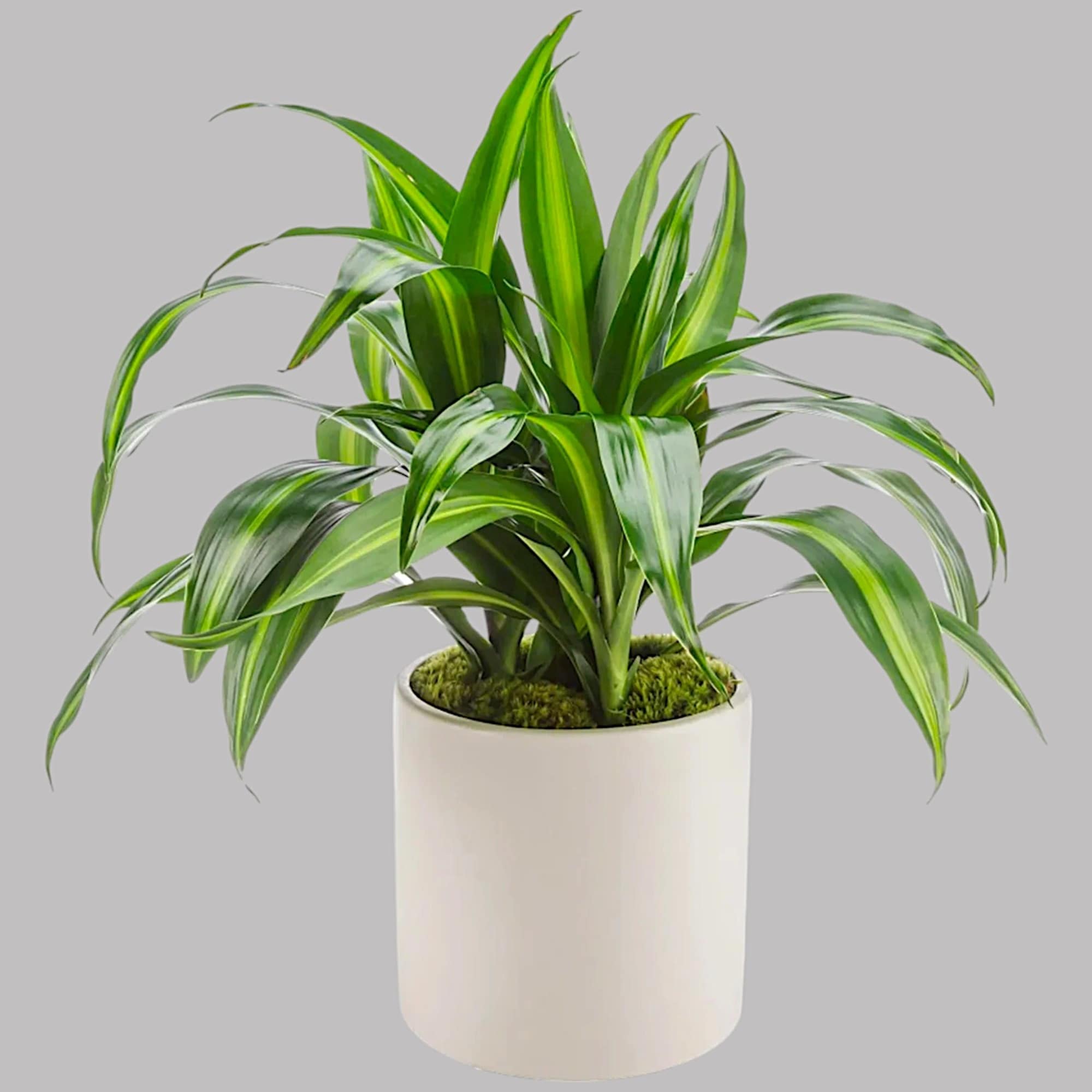 Named after dragons and referred to as the dragon plant, these plants
