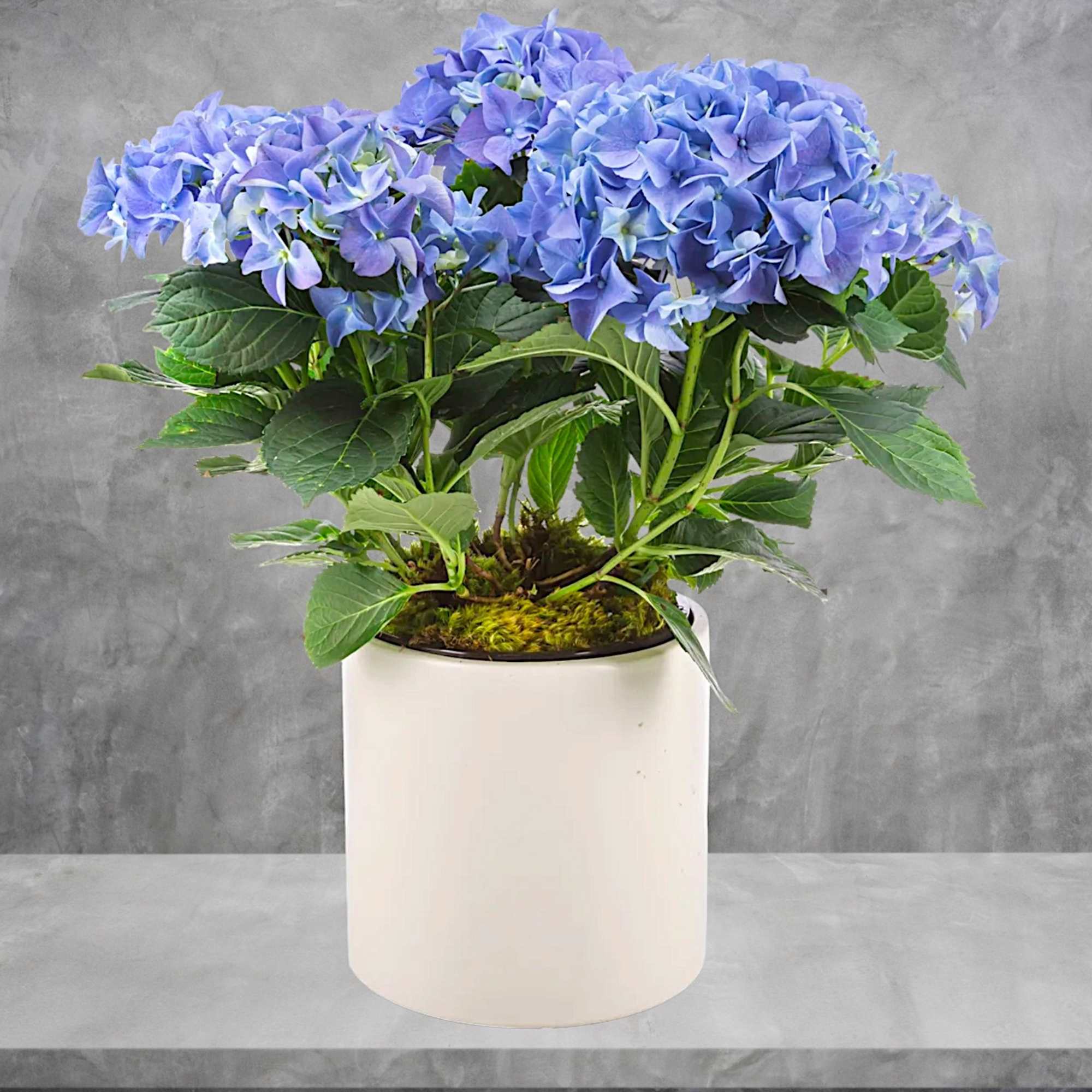 Send a beautiful hydrangeas plant! Keep the flowers blooming by putting them