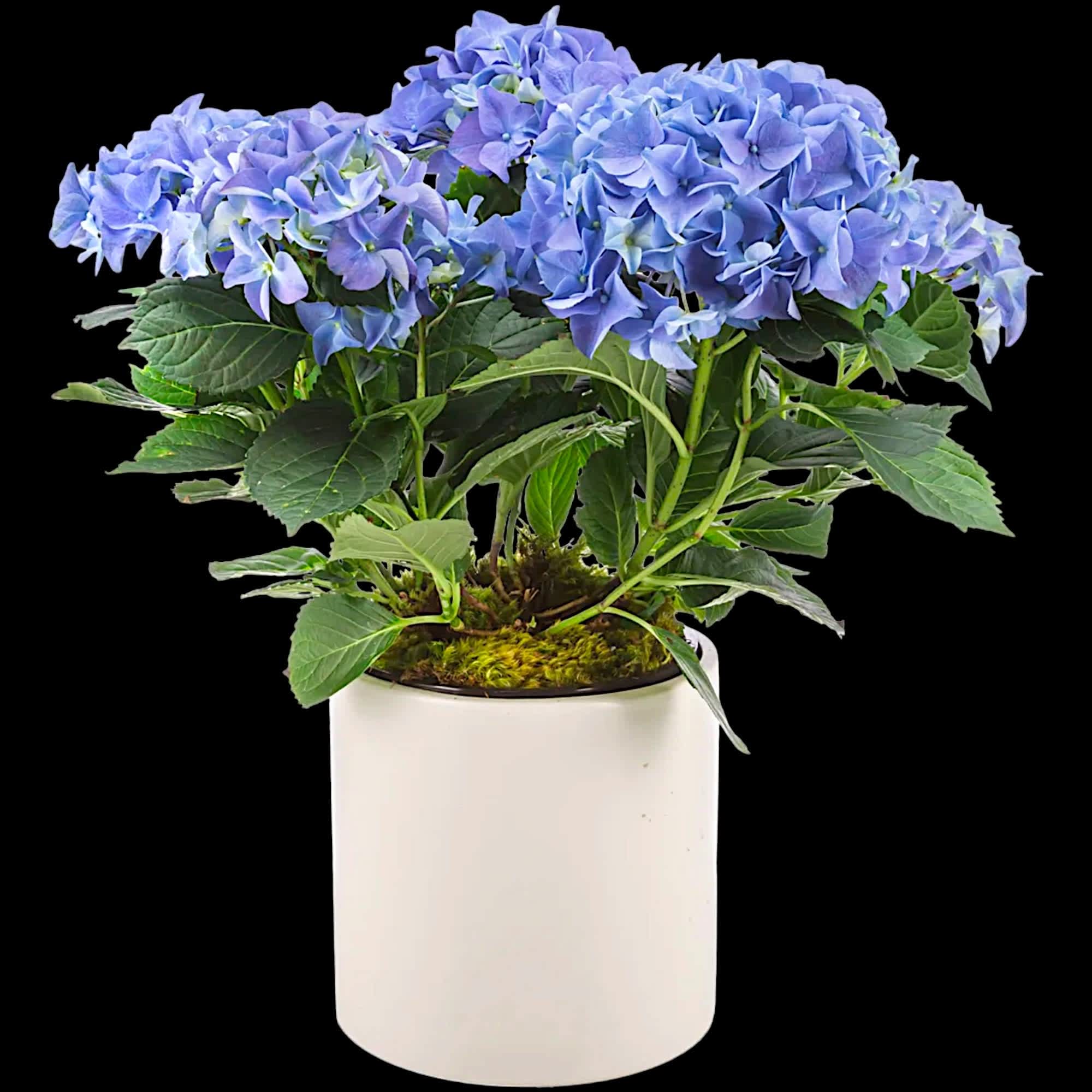 Send a beautiful hydrangeas plant! Keep the flowers blooming by putting them