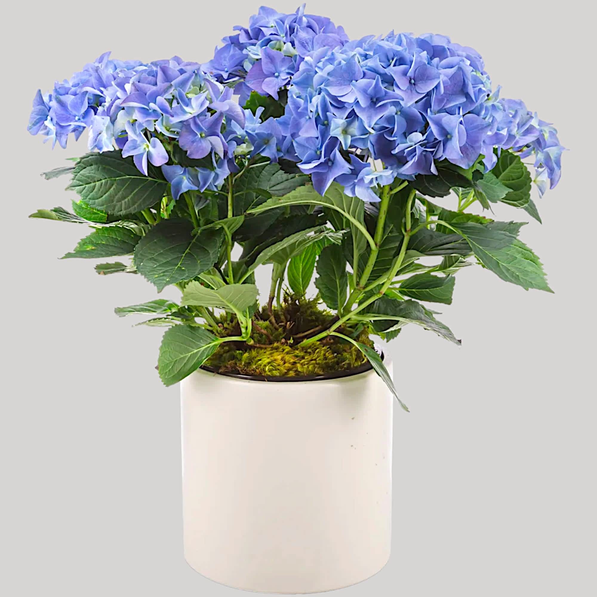 Send a beautiful hydrangeas plant! Keep the flowers blooming by putting them