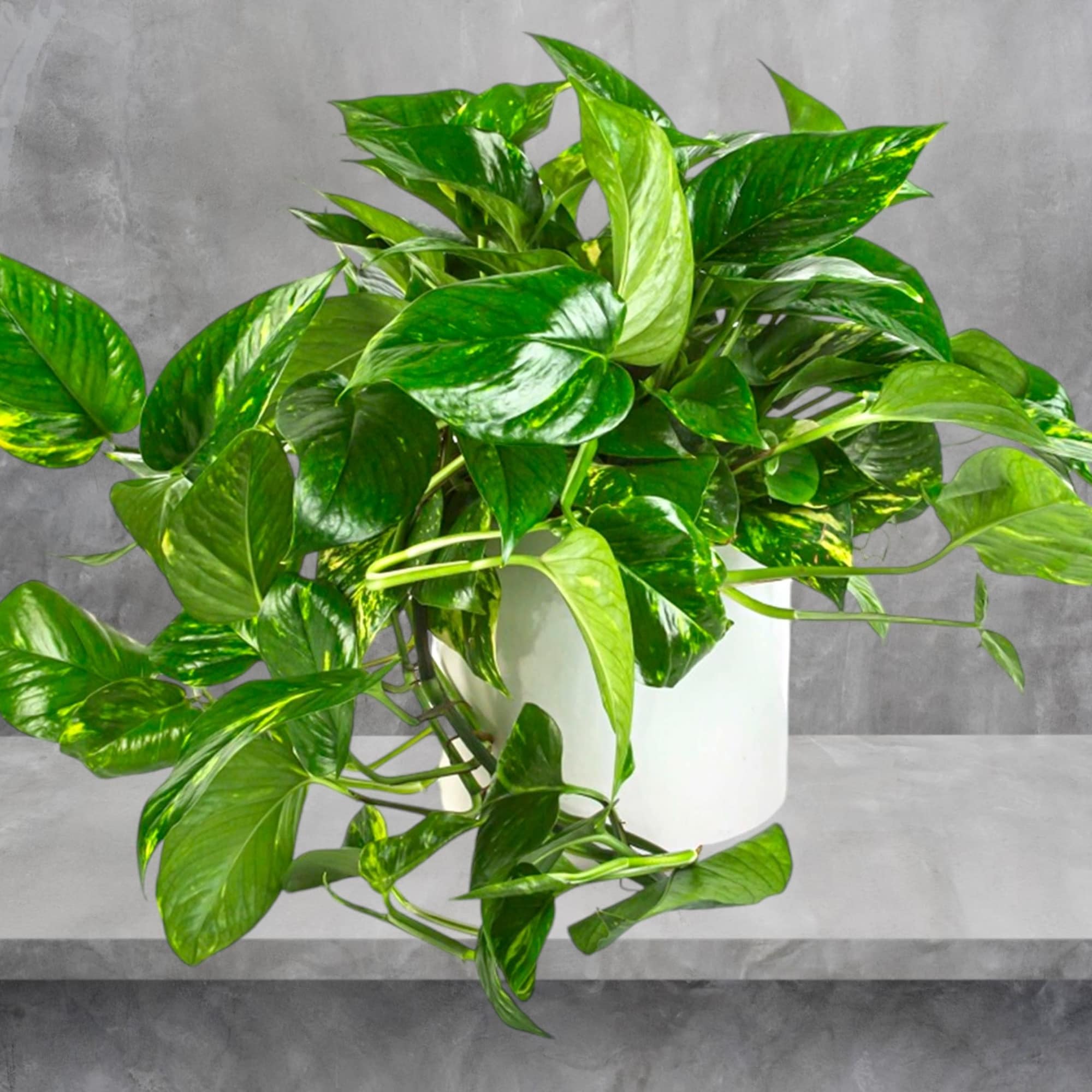 A large Pothos Plant that updates any living space. Pothos plants are