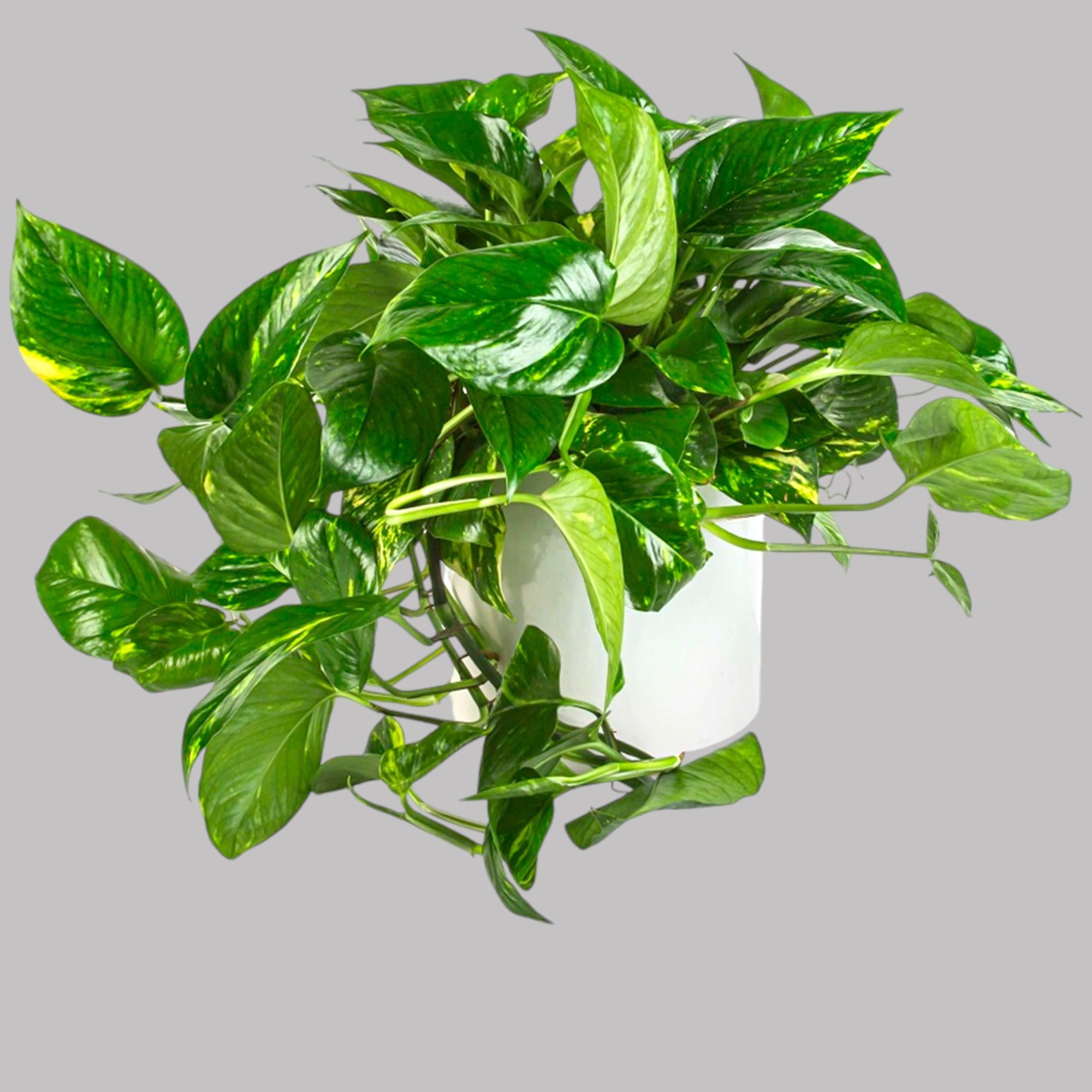 A large Pothos Plant that updates any living space. Pothos plants are