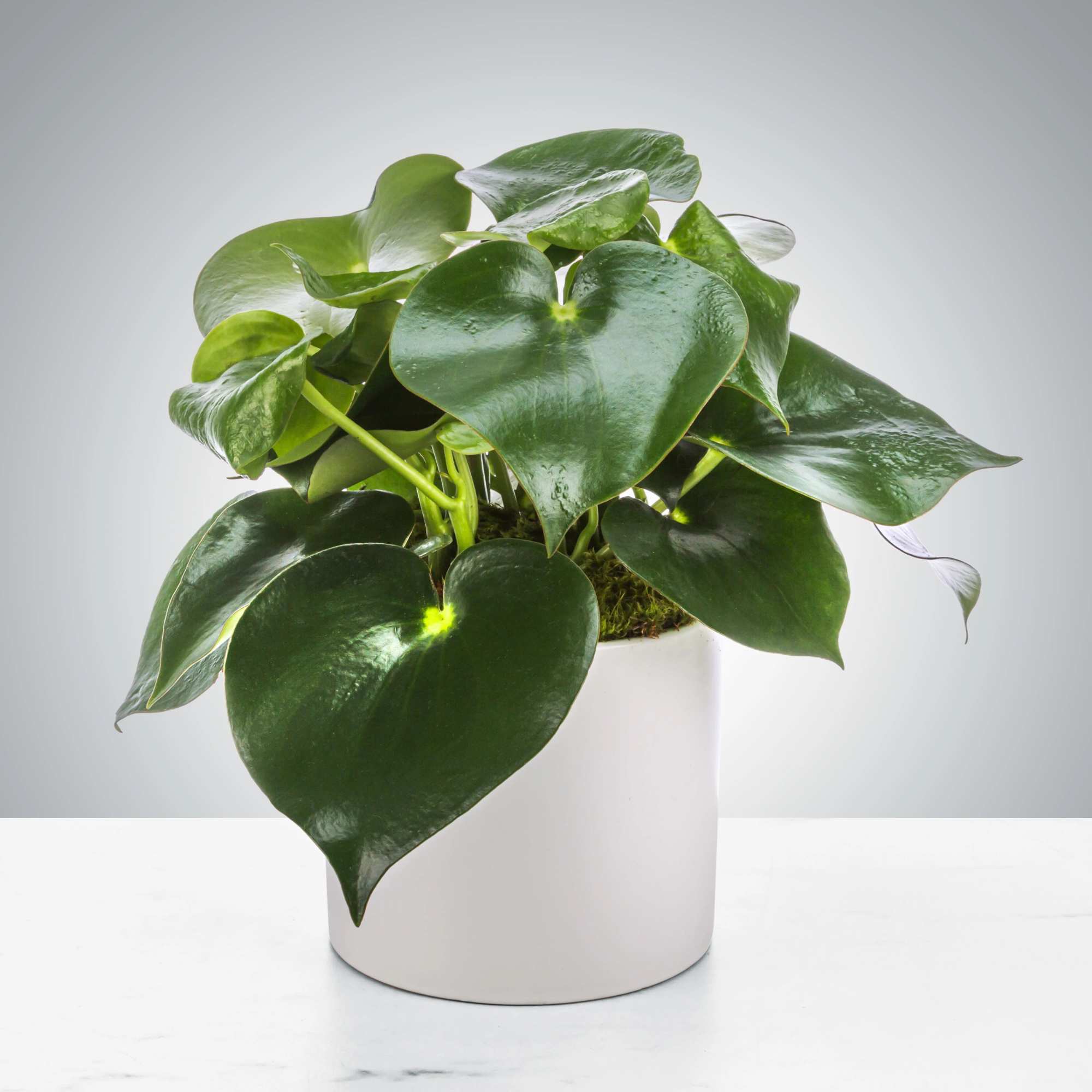 The raindrop plant, also known as the Peperomia polybotrya, does well in