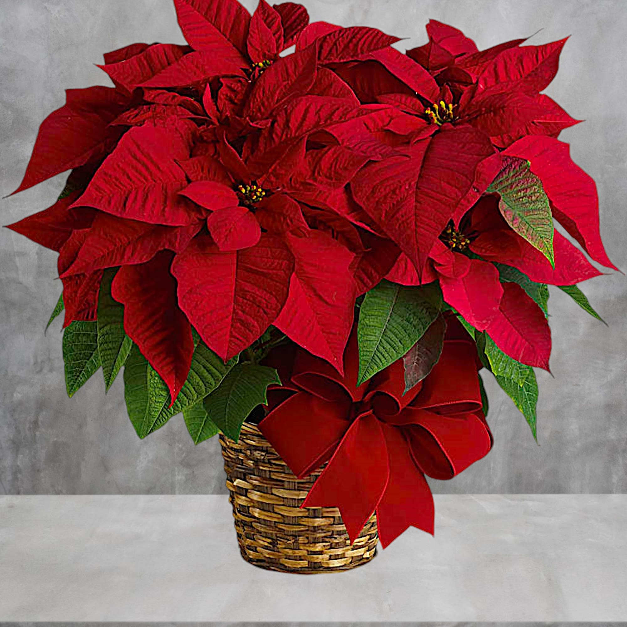 Nothing says Christmas like a red poinsettia! A traditional Christmas decoration; send