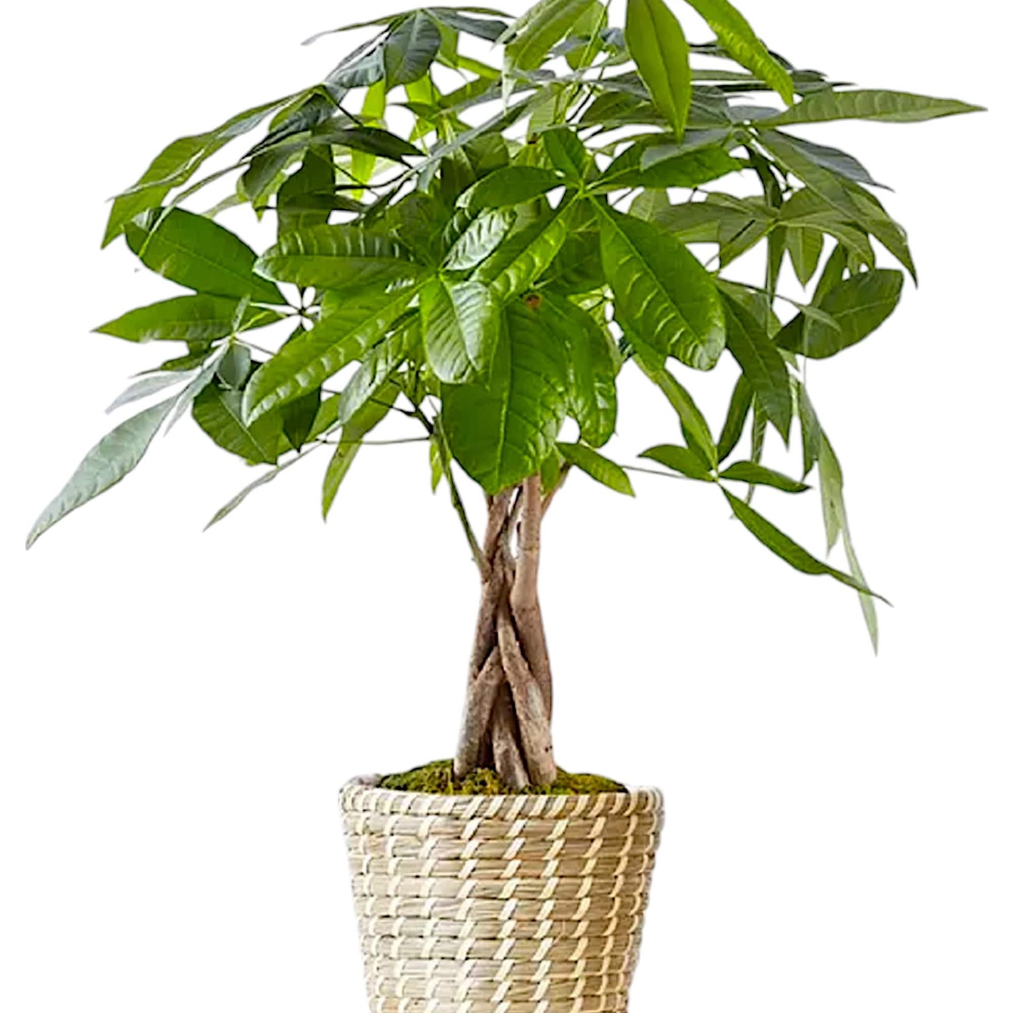 Send good luck and prosperity with our popular Money Tree. Featuring lush