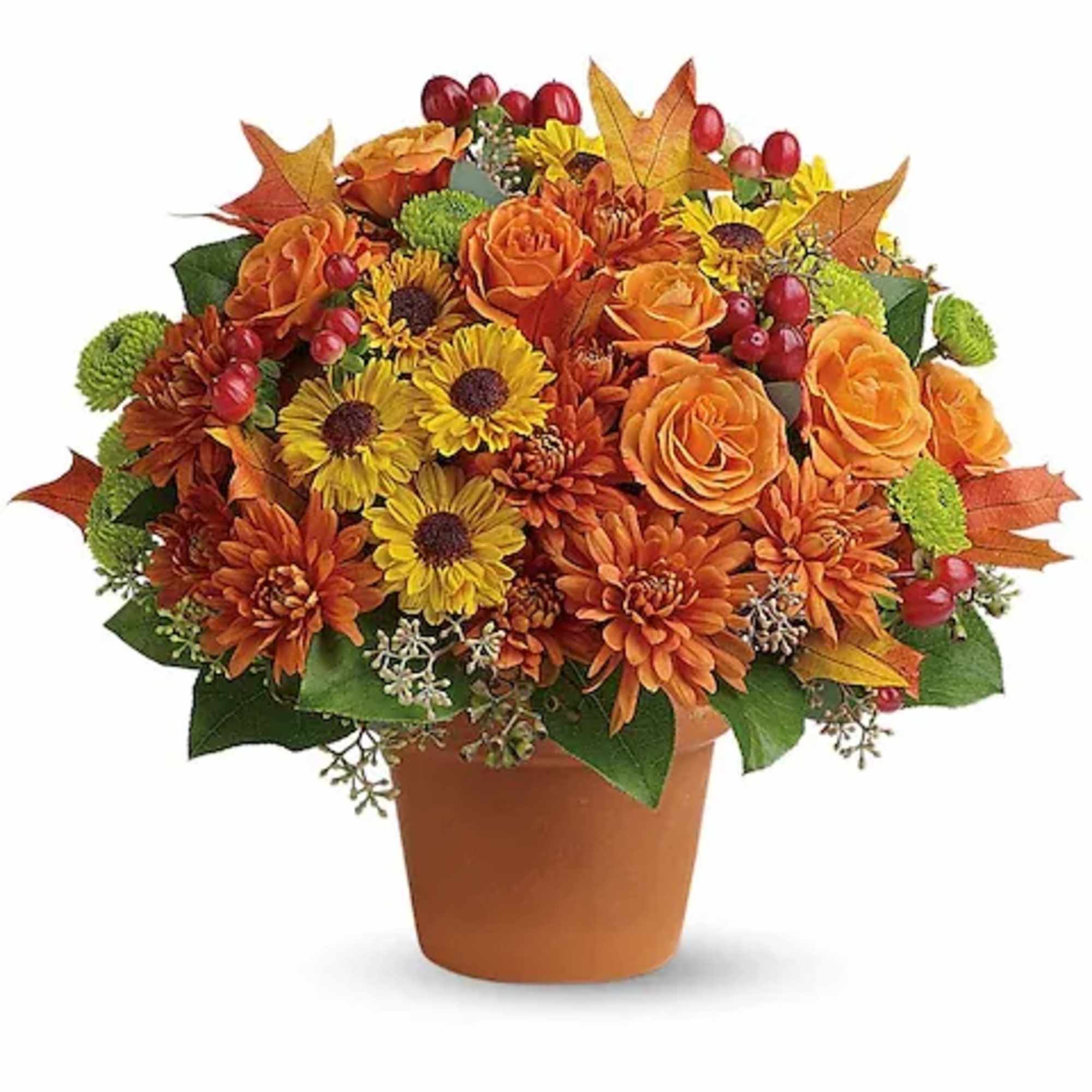 Chrysanthemums in autumnal colors of yellow, bronze and green - set off
