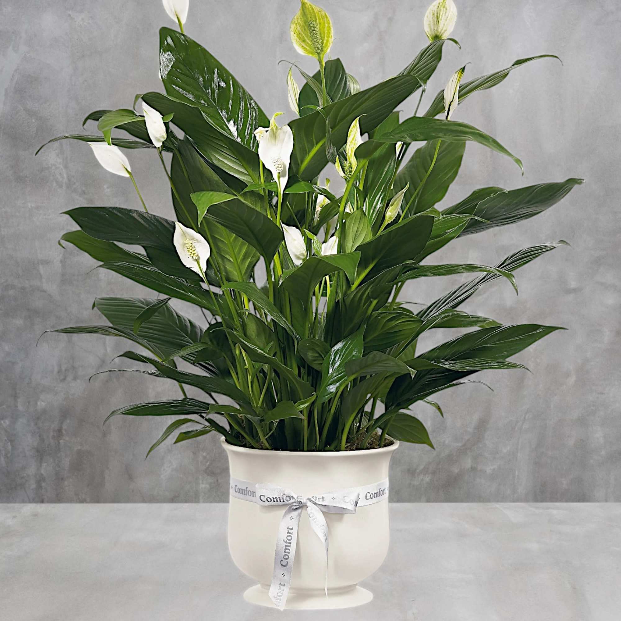 The Comfort Planter offers unspoken words of hope and peace during this