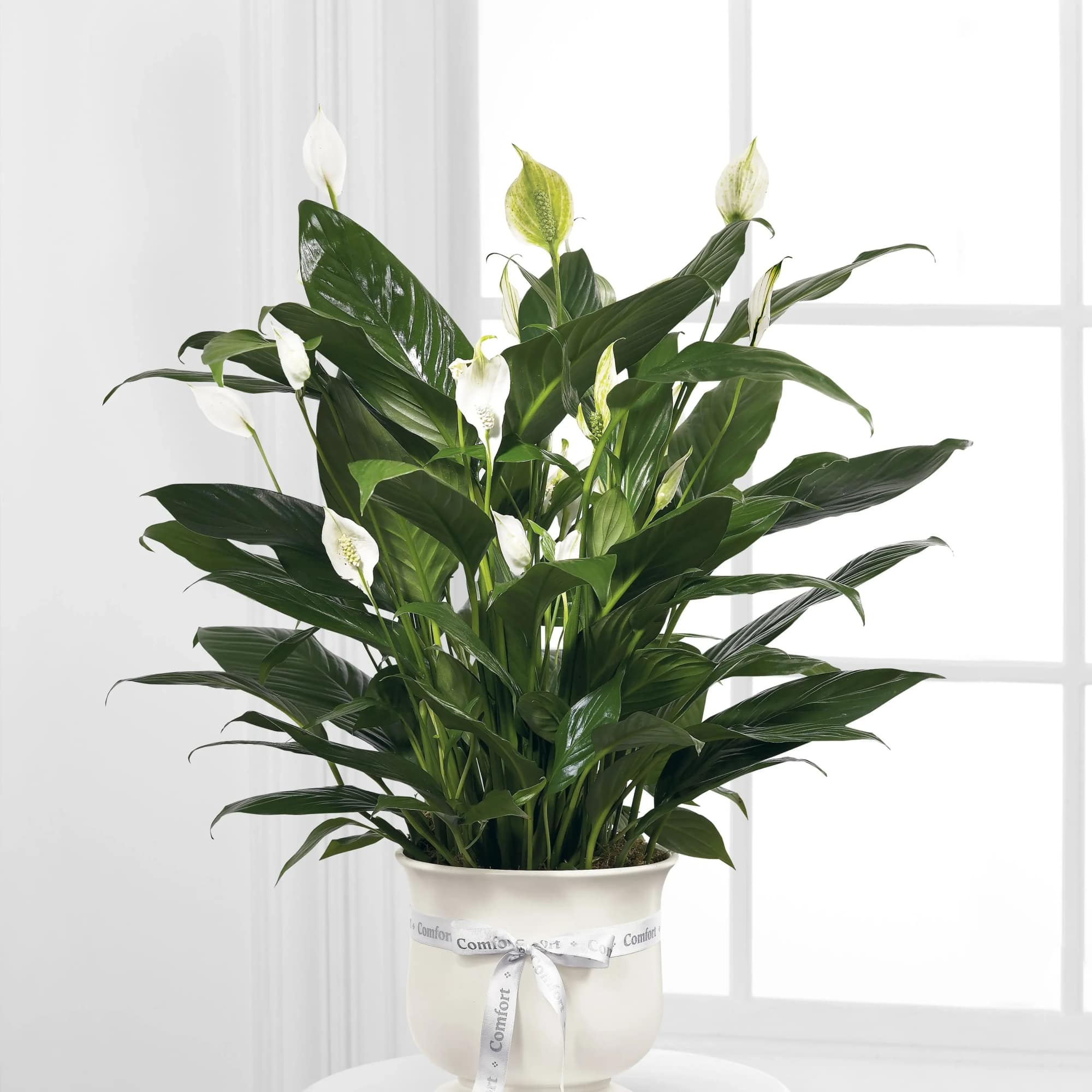 The Comfort Planter offers unspoken words of hope and peace during this