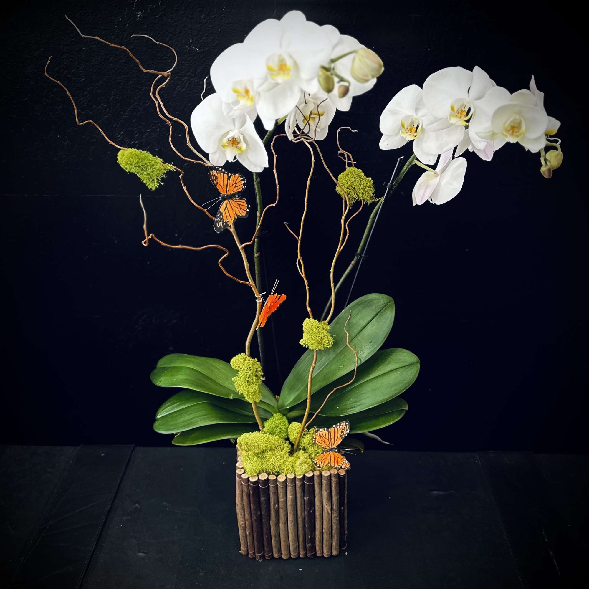 Double stems white orchids