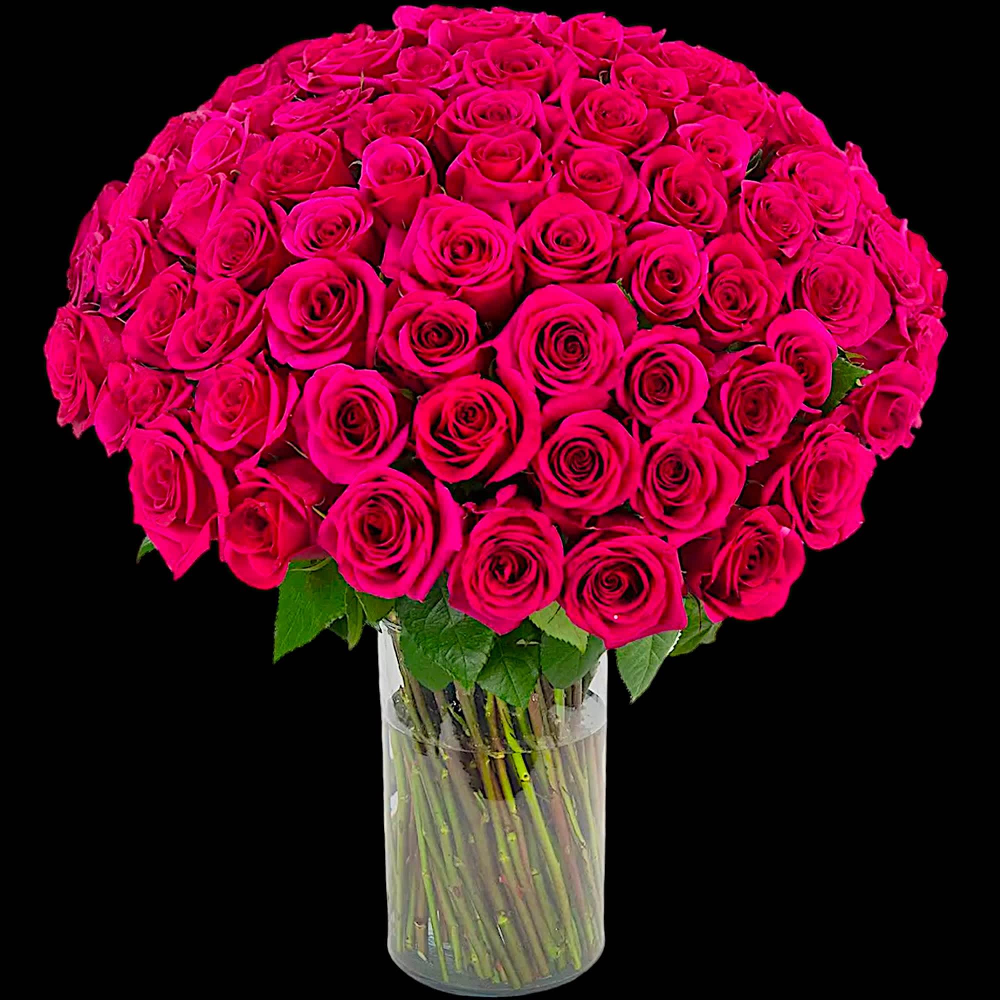 This Luxury arrangement of fuchsia roses is a lovely gift for Valentine&#039;s