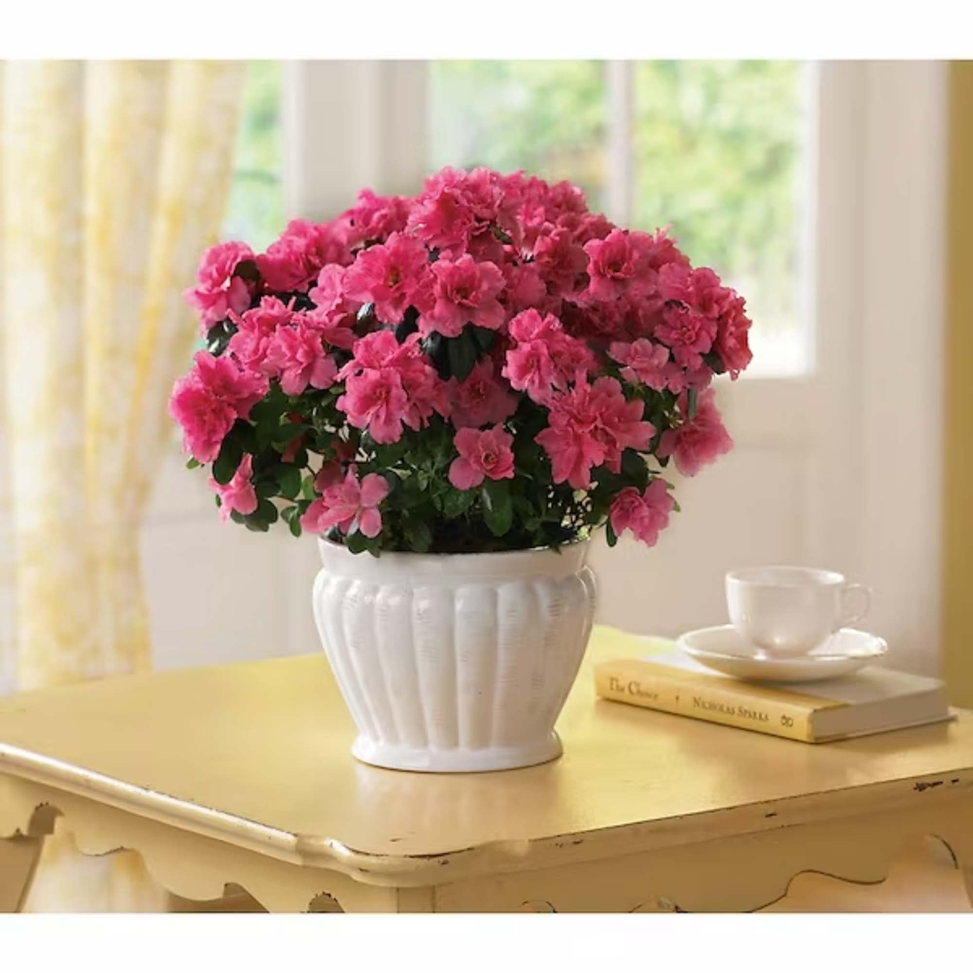 This pretty azalea serves up a plethora of pink petals. Absolutely stunning