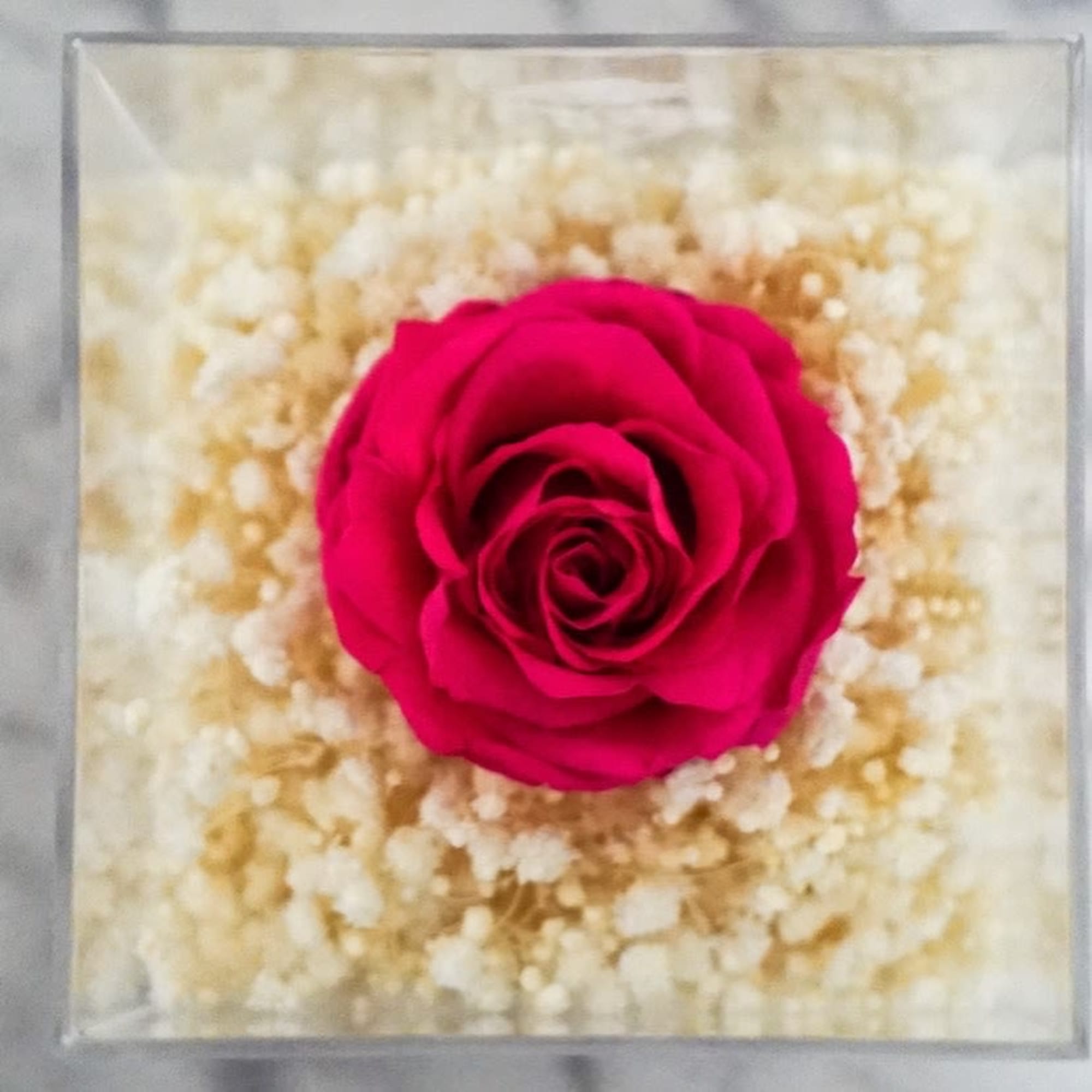 A Hot Pink Forever Rose lays elegantly in a bed of Preserved