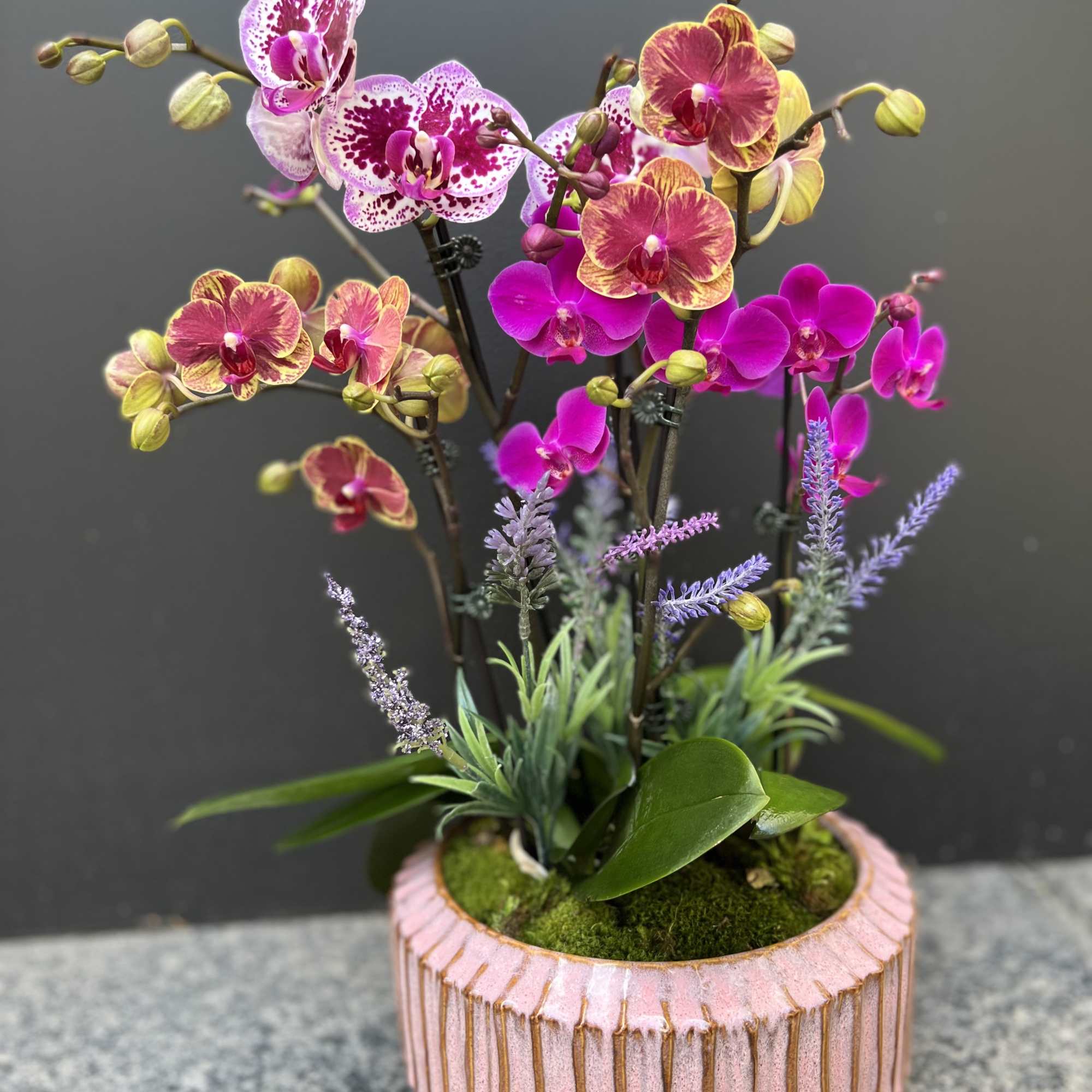 Group of mini orchids in pink ceramic dish 