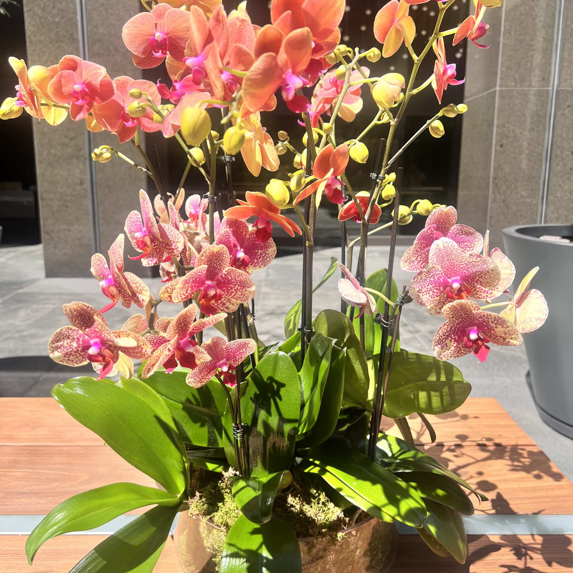 Group of premium Mango orchids set in large glass dish lined with