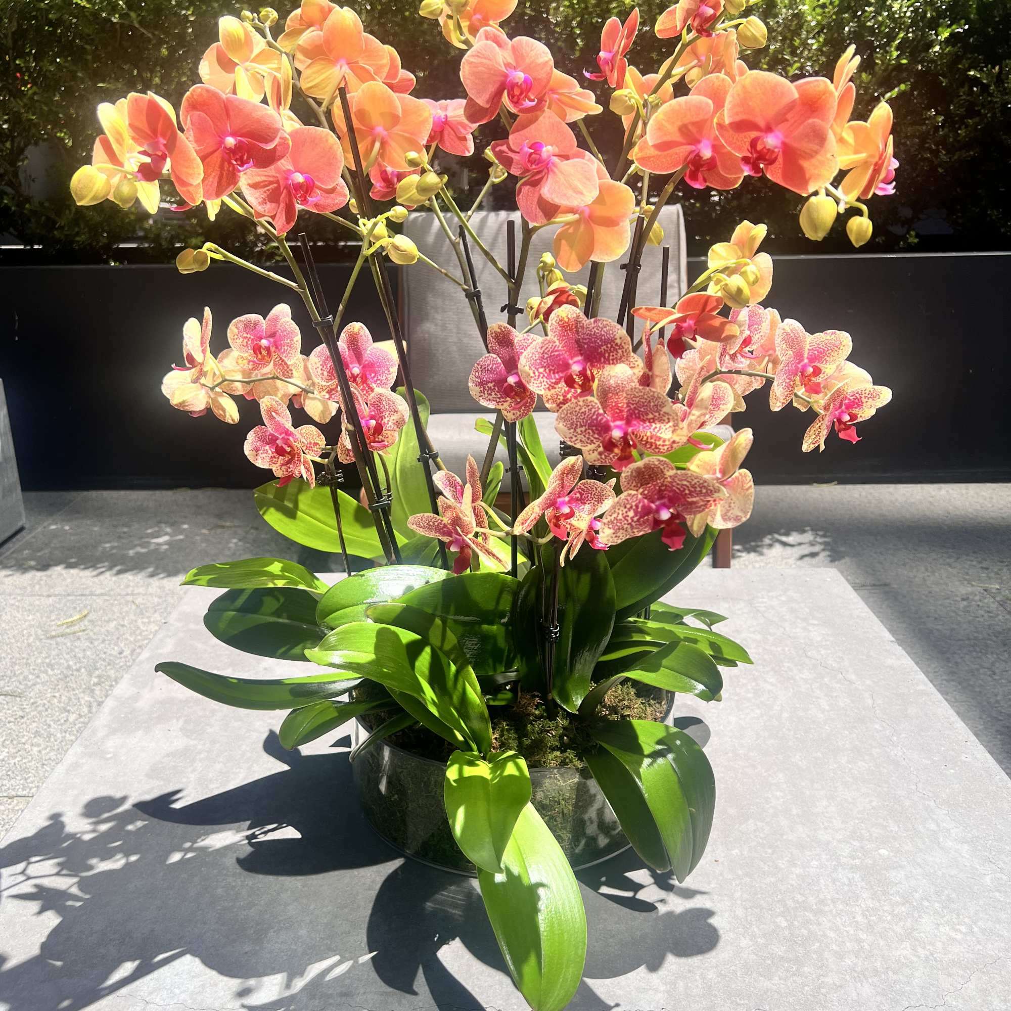 Group of premium Mango orchids set in large glass dish lined with