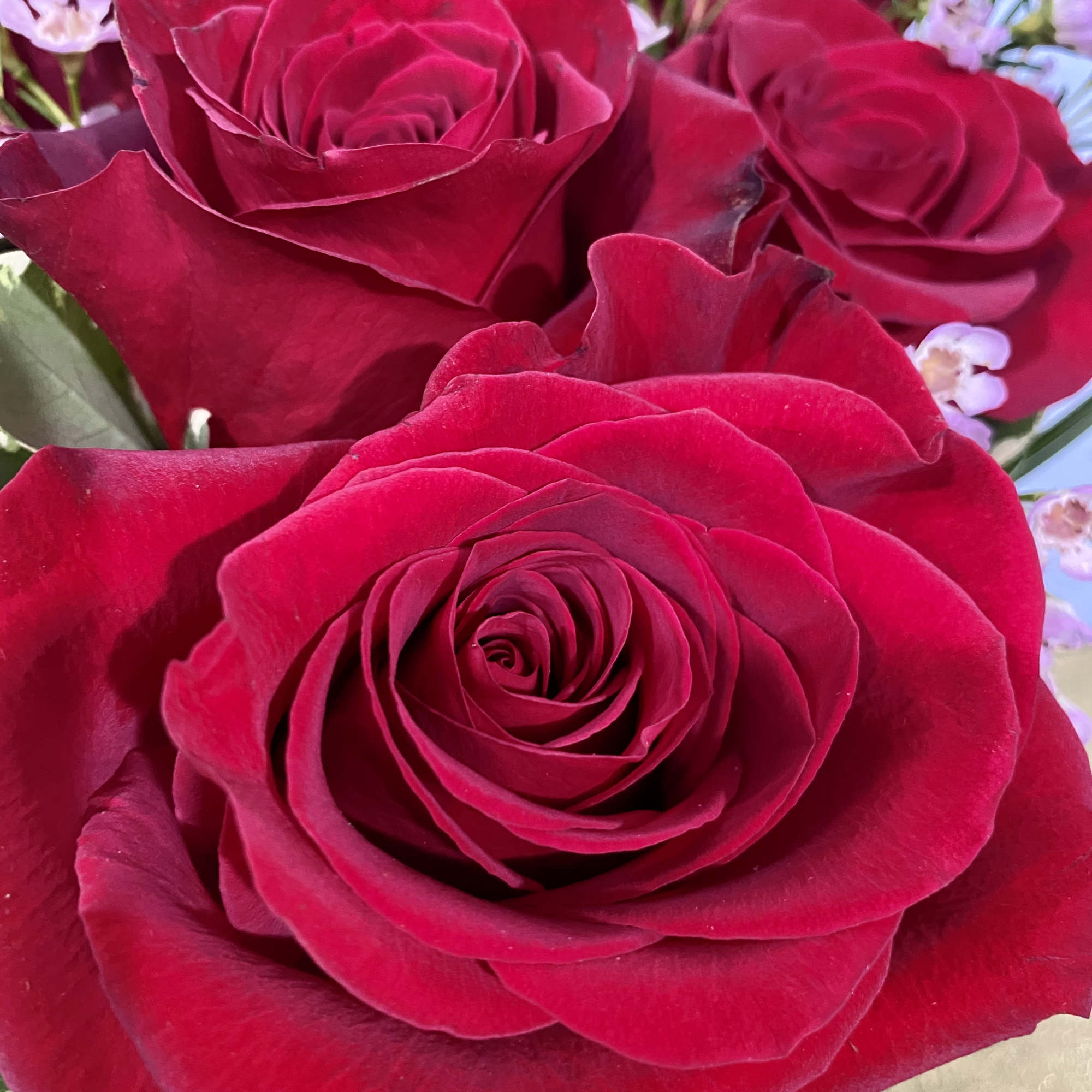 These dozen red roses are a classic hit! The perfect romantic gift