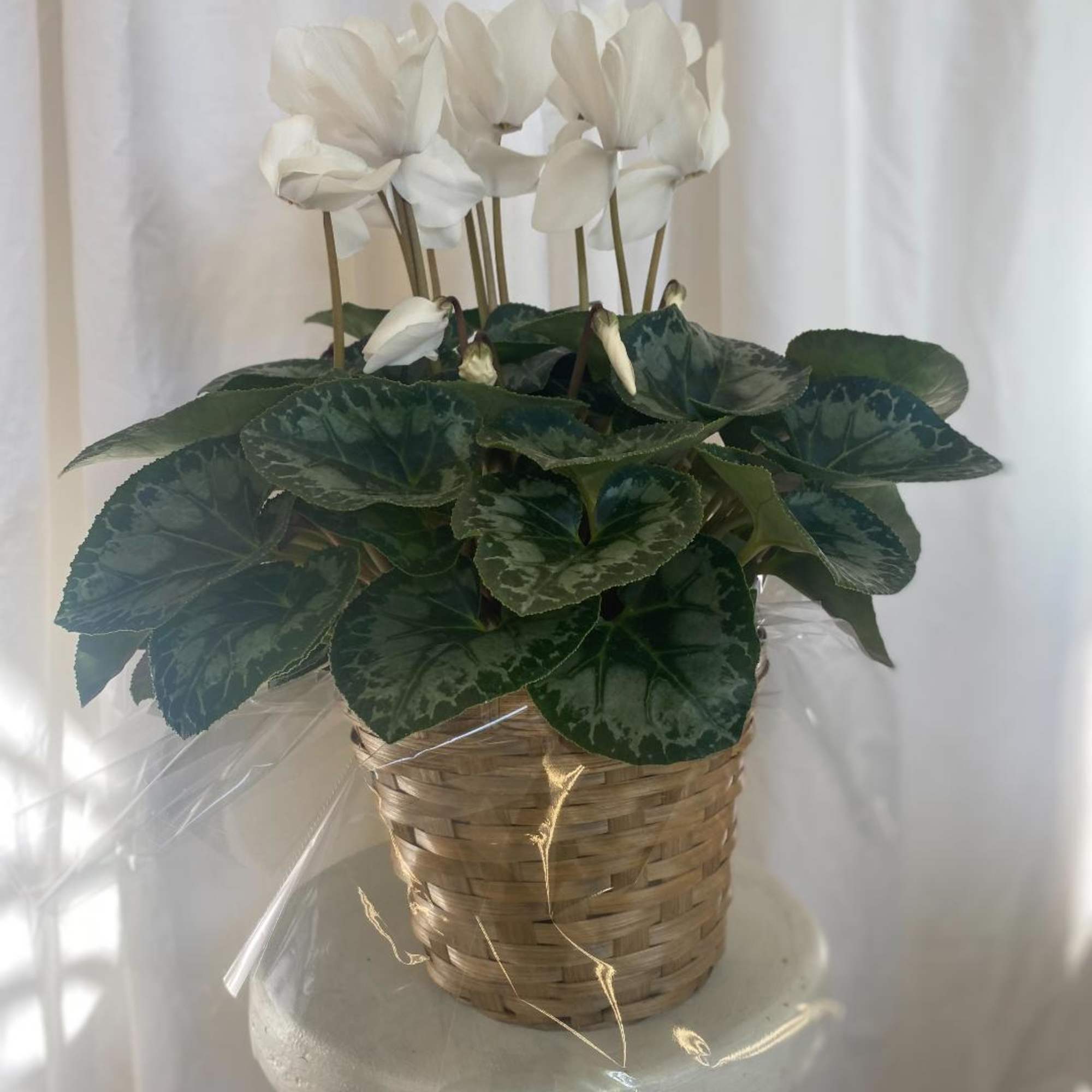 6 Inch Cyclamen in basket.  Available in red, white and pink 6 Inch Cyclamen in basket.  Available in red, white and pink
