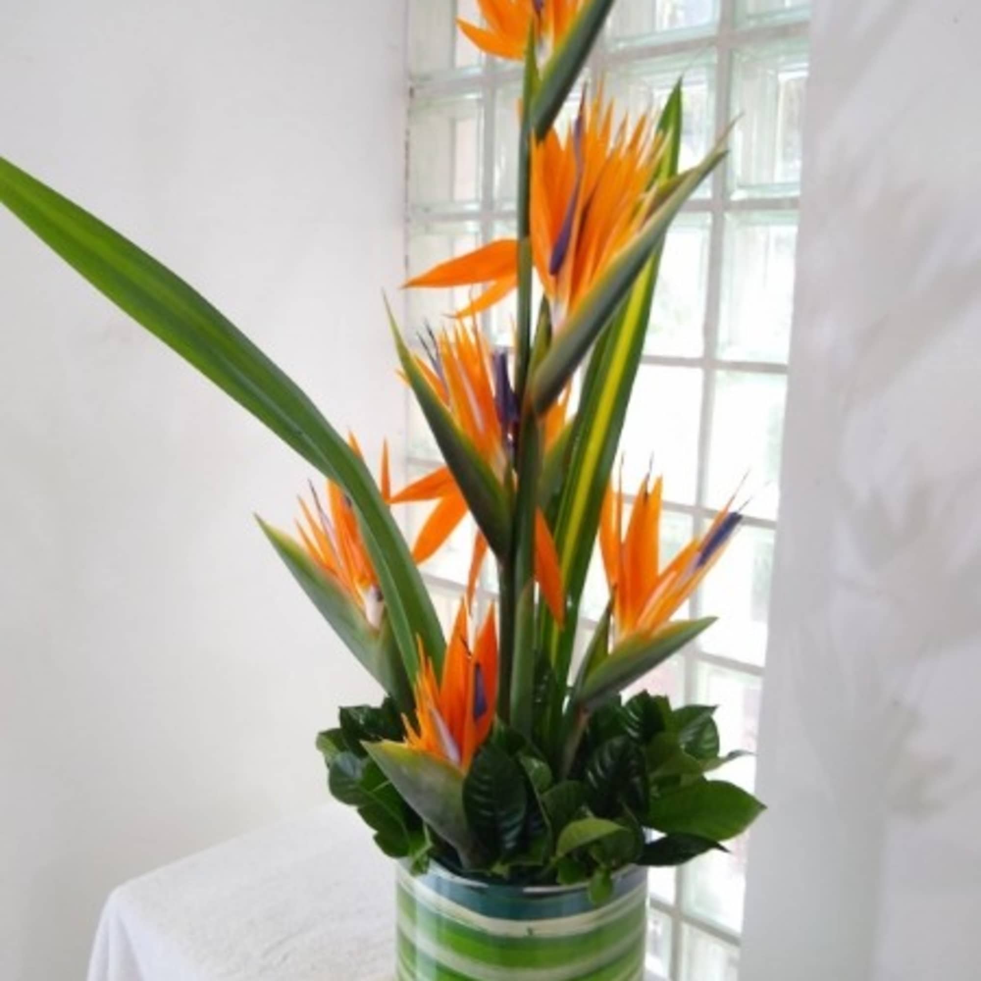 The Tropical Bright Arrangement highlights the incredible texture and color of Birds