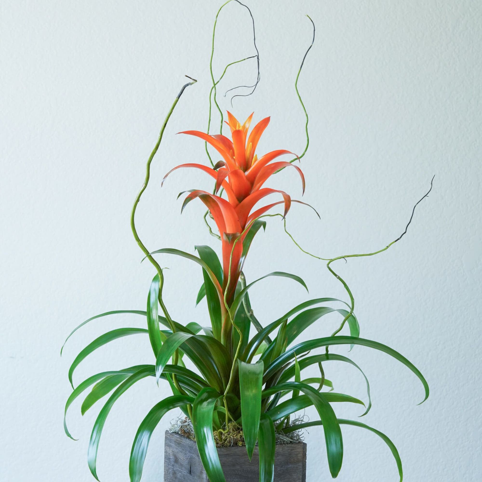 A plant with a cool shape, bright color, that works as an