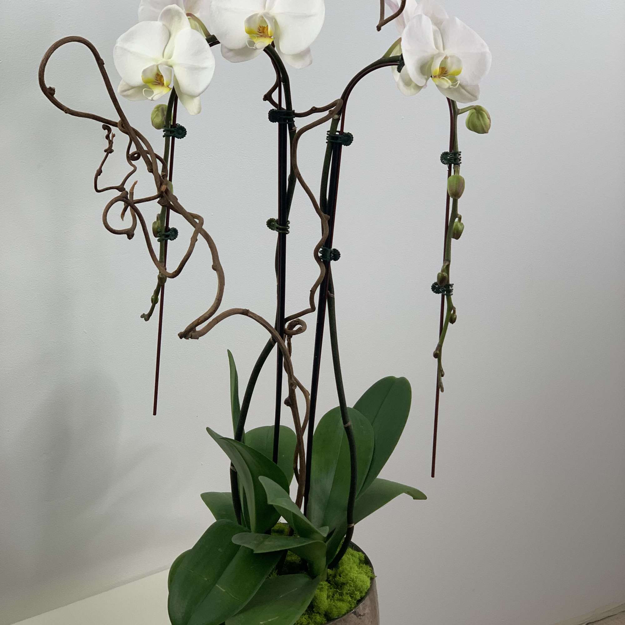 Long lasting and a great accent to your design. Two stems with