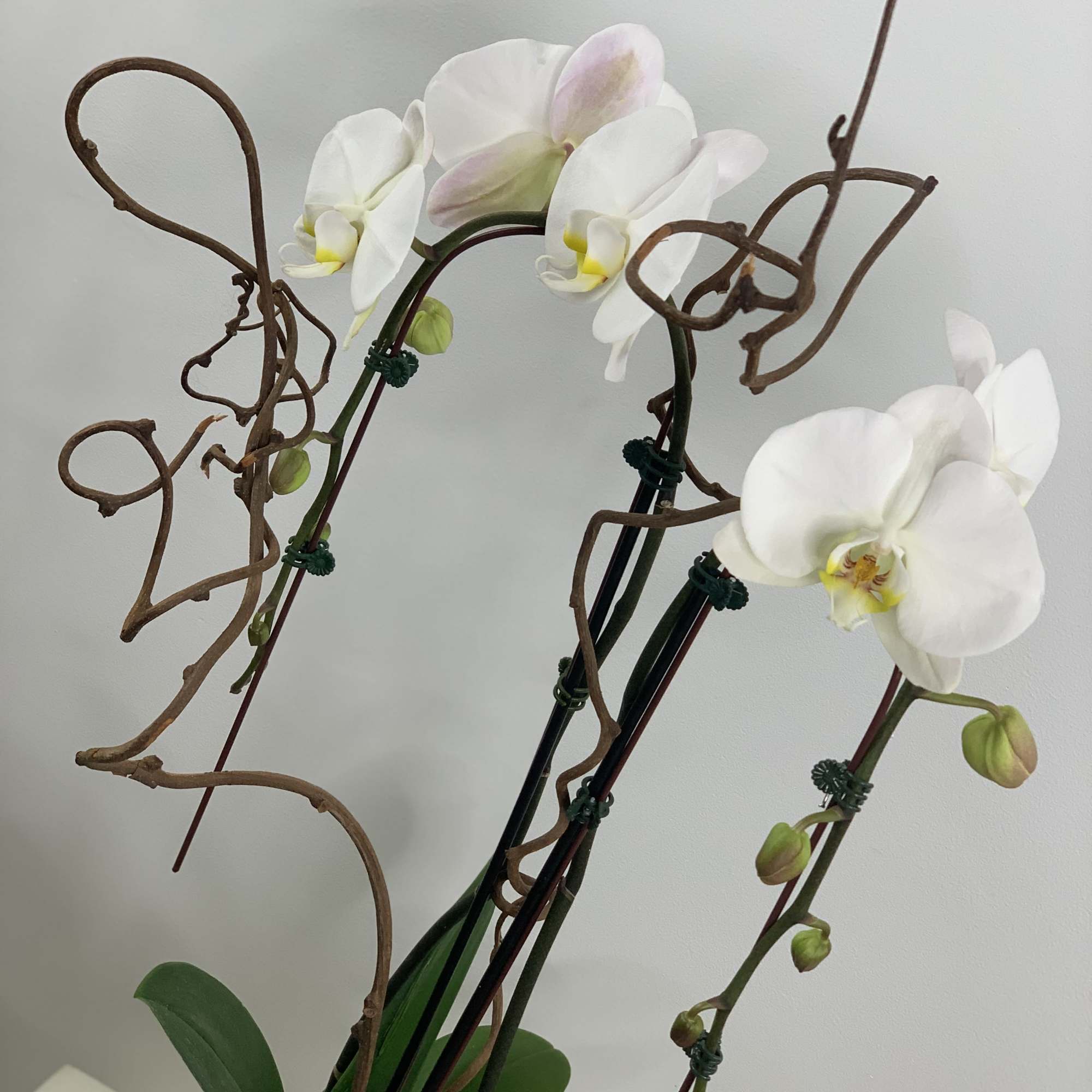 Long lasting and a great accent to your design. Two stems with