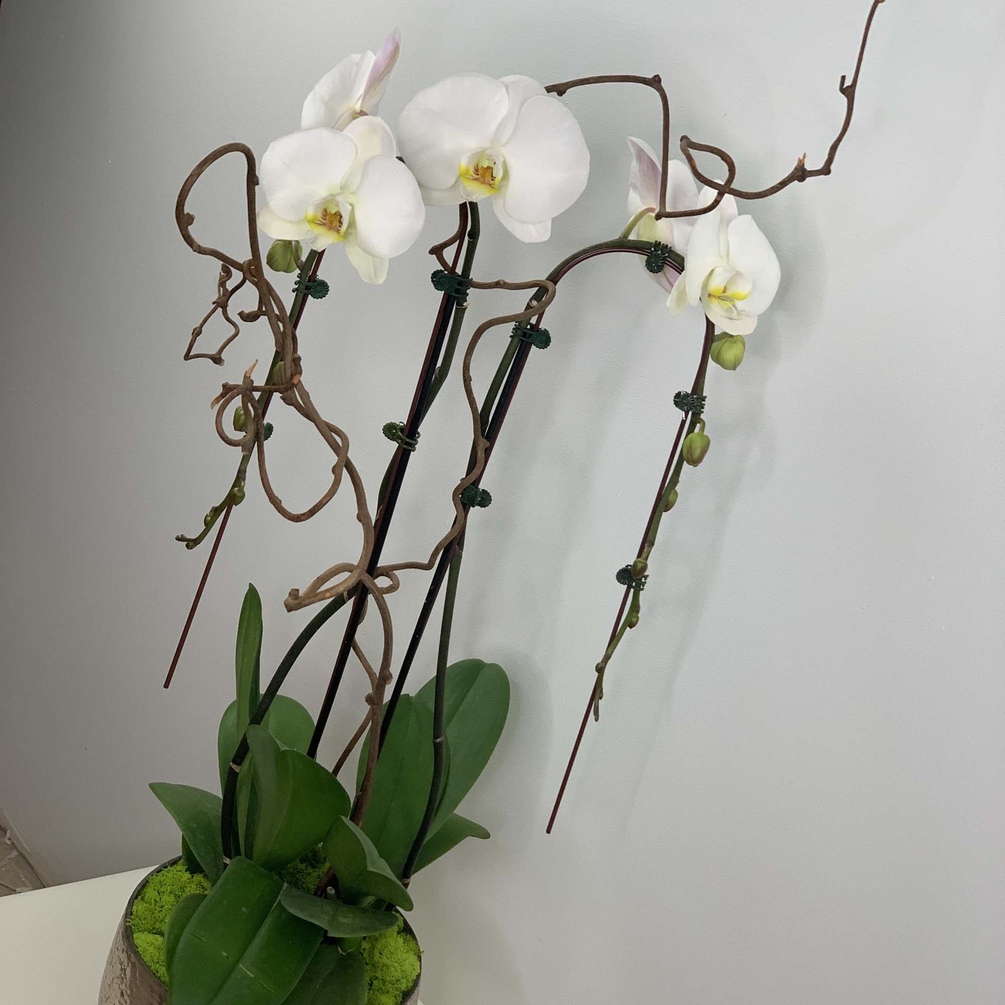Long lasting and a great accent to your design. Two stems with