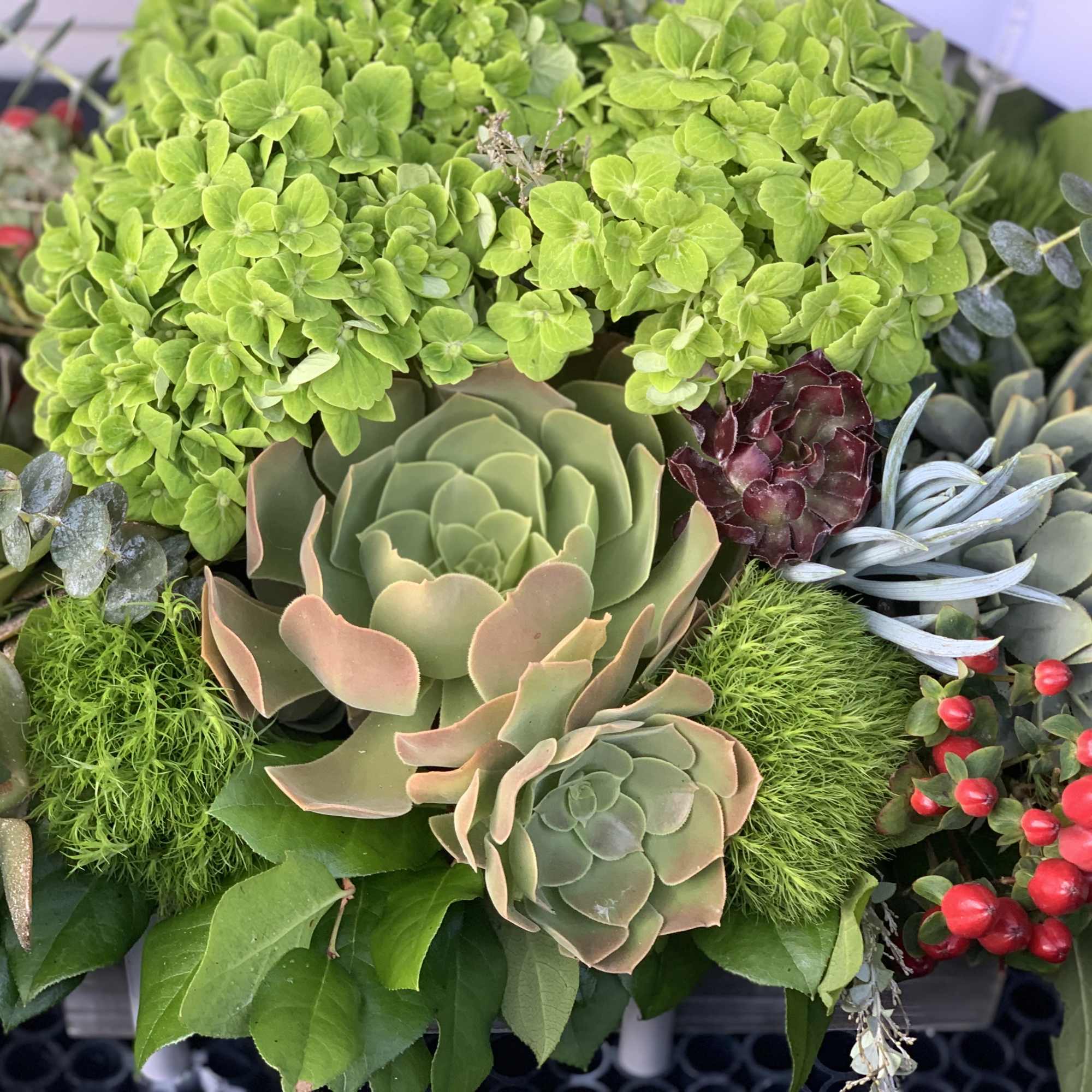 Something green, natural and lasting. A piece of nature at your home.