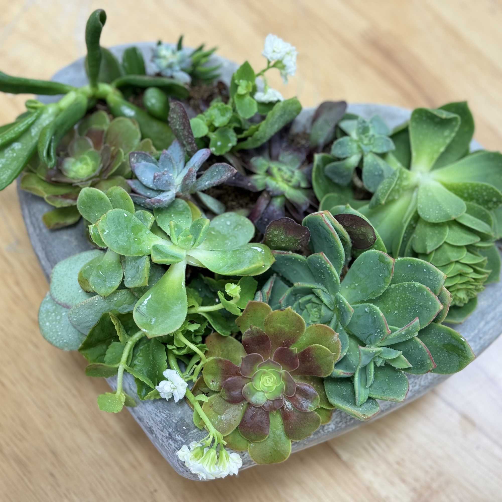 A beautiful medium size succulent arrangement.